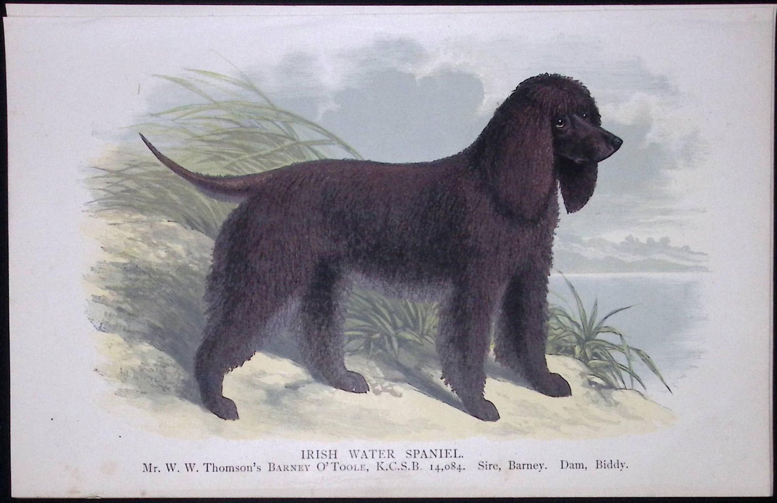 Irish Water Spaniel British Dogs by Hugh Dalziel 1889 Antique Coloured Book Plate-7: Title: Irish Water Spaniel British Dogs by Hugh Dalziel 1889 Antique Coloured Book Plate-7 Description: This Antique Book Plate Was Removed from a Edition of British Dogs by Hugh Dal