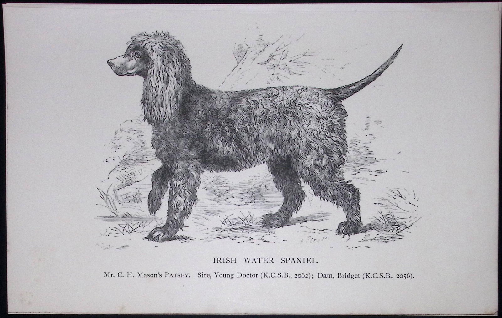 Irish Water Spaniel British Dogs by Hugh Dalziel 1889 Antique Book Plate-34: Title: Irish Water Spaniel British Dogs by Hugh Dalziel 1889 Antique Book Plate-34 Description: This Antique Book Plate Was Removed from a Edition of British Dogs by Hugh Dalziel 188