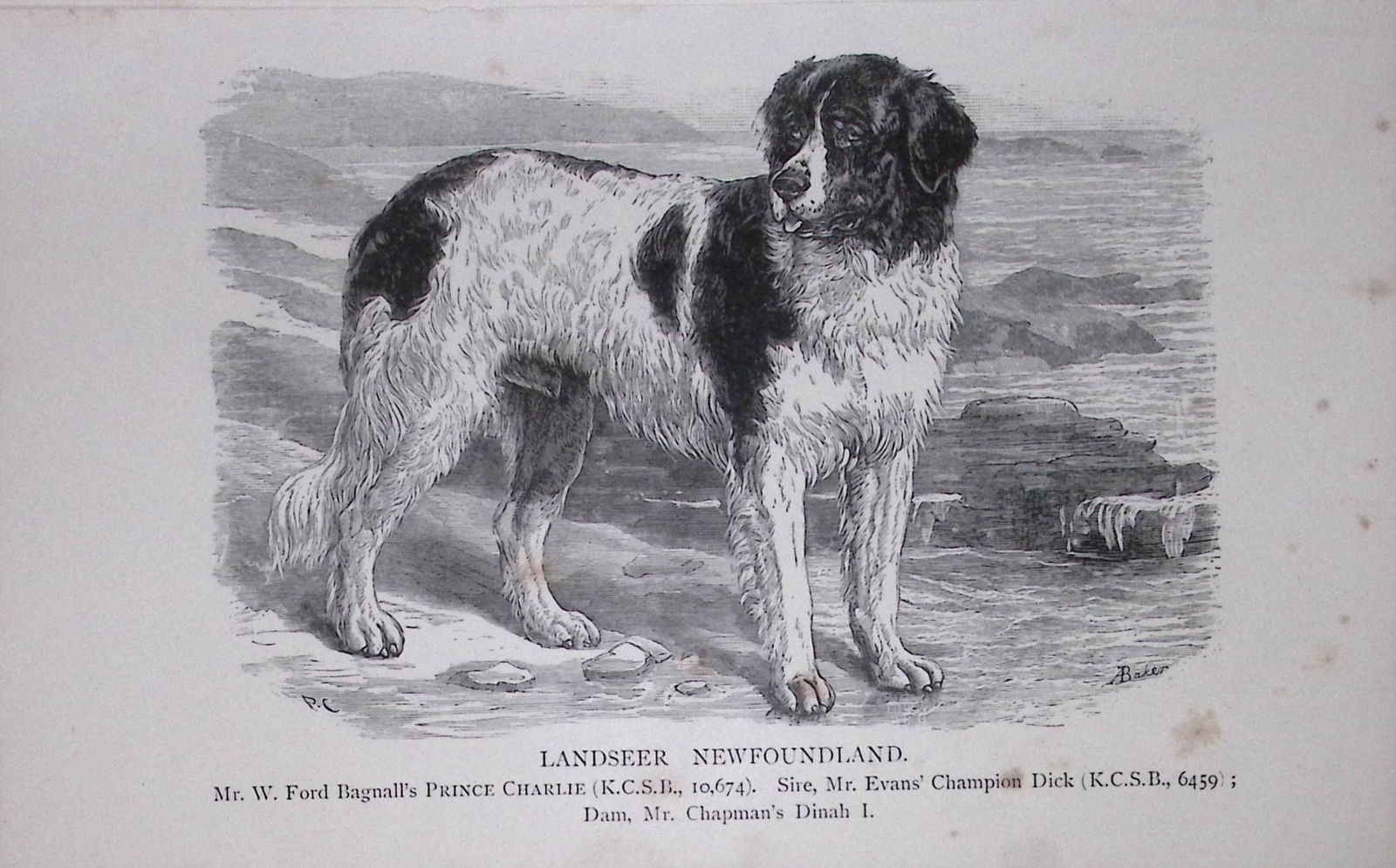 Landseer Newfoundland British Dogs by Hugh Dalziel 1889 Antique Book Plate-47: Title: Landseer Newfoundland British Dogs by Hugh Dalziel 1889 Antique Book Plate-47 Description: This Antique Book Plate Was Removed from a Edition of British Dogs by Hugh Dalziel 1