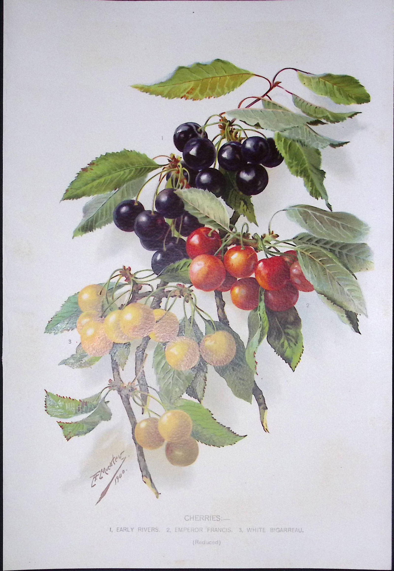 Selection Species of Cherries Antique Edwardian Robert Thompson Print-3: Title: Selection Species of Cherries Antique Edwardian Robert Thompson Print-3 Description: This Coloured Antique Print Measure Approximately 10.5” X 6.5” (Inches)