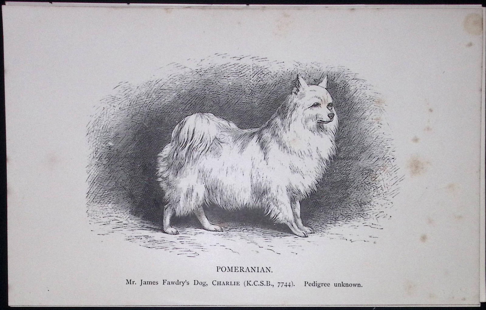Pomeranian British Dogs by Hugh Dalziel 1889 Antique Book Plate-67: Title: Pomeranian British Dogs by Hugh Dalziel 1889 Antique Book Plate-67 Description: This Antique Book Plate Was Removed from a Edition of British Dogs by Hugh Dalziel 1889.