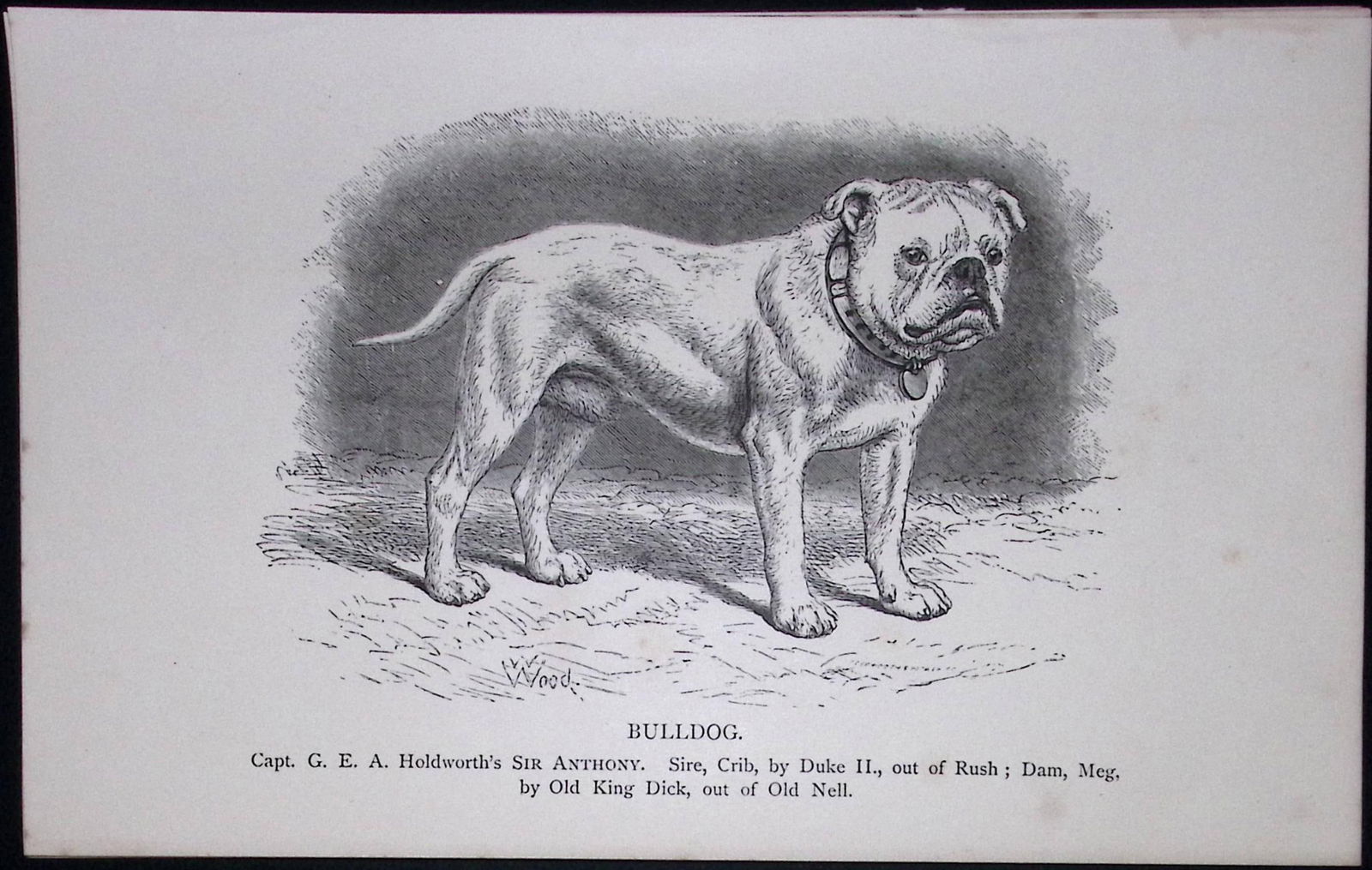 Bulldog British Dogs by Hugh Dalziel 1889 Antique Book Plate-42: Title: Bulldog British Dogs by Hugh Dalziel 1889 Antique Book Plate-42 Description: This Antique Book Plate Was Removed from a Edition of British Dogs by Hugh Dalziel 1889. </