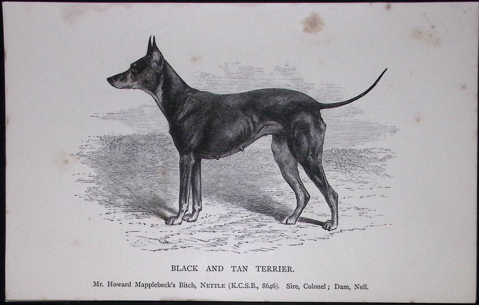 Black & Tan Terrier British Dogs by Hugh Dalziel 1889 Antique Book Plate-51: Title: Black & Tan Terrier British Dogs by Hugh Dalziel 1889 Antique Book Plate-51 Description: This Antique Book Plate Was Removed from a Edition of British Dogs by Hugh Dalziel