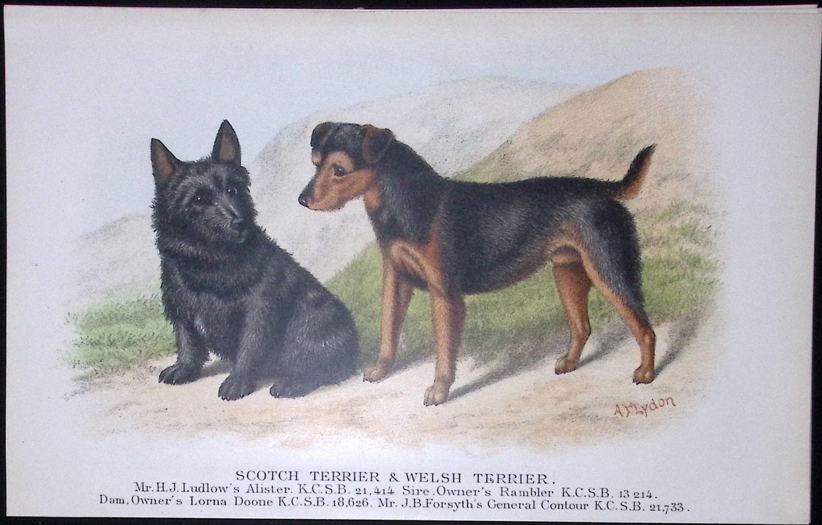 Scots & Welsh Terrier British Dogs by Hugh Dalziel 1889 Antique Coloured Book Plate-14: Title: Scots & Welsh Terrier British Dogs by Hugh Dalziel 1889 Antique Coloured Book Plate-14 Description: This Antique Book Plate Was Removed from a Edition of British Dogs by H