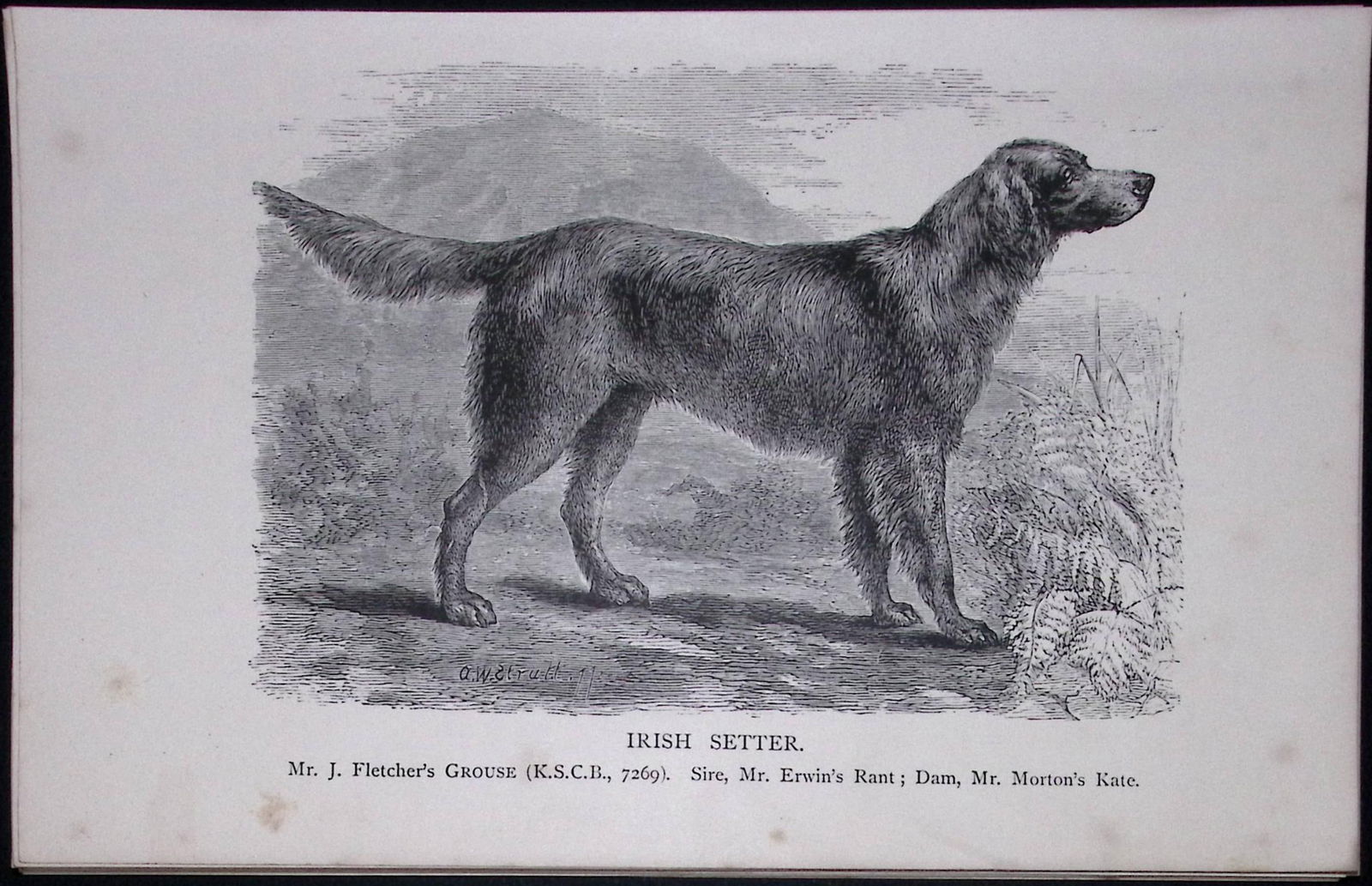 Irish Red Setter British Dogs by Hugh Dalziel 1889 Antique Book Plate-31: Title: Irish Red Setter British Dogs by Hugh Dalziel 1889 Antique Book Plate-31 Description: This Antique Book Plate Was Removed from a Edition of British Dogs by Hugh Dalziel 1889. Each Print