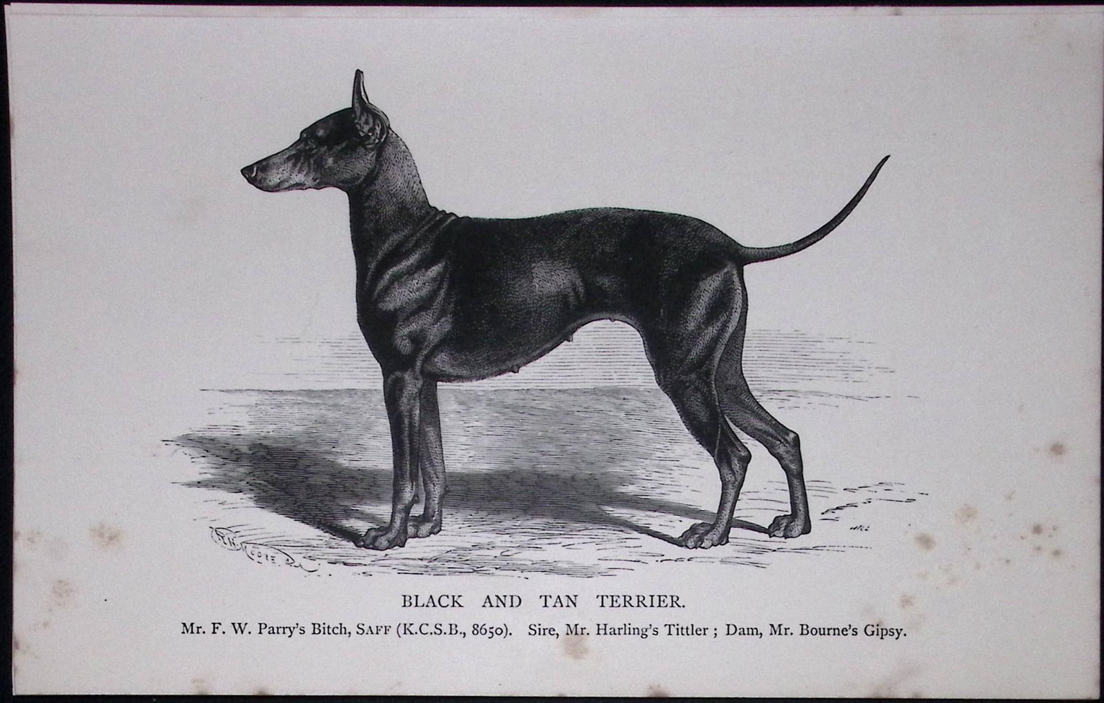 Black & Tan Terrier British Dogs by Hugh Dalziel 1889 Antique Book Plate-52: Title: Black & Tan Terrier British Dogs by Hugh Dalziel 1889 Antique Book Plate-52 Description: This Antique Book Plate Was Removed from a Edition of British Dogs by Hugh Dalziel