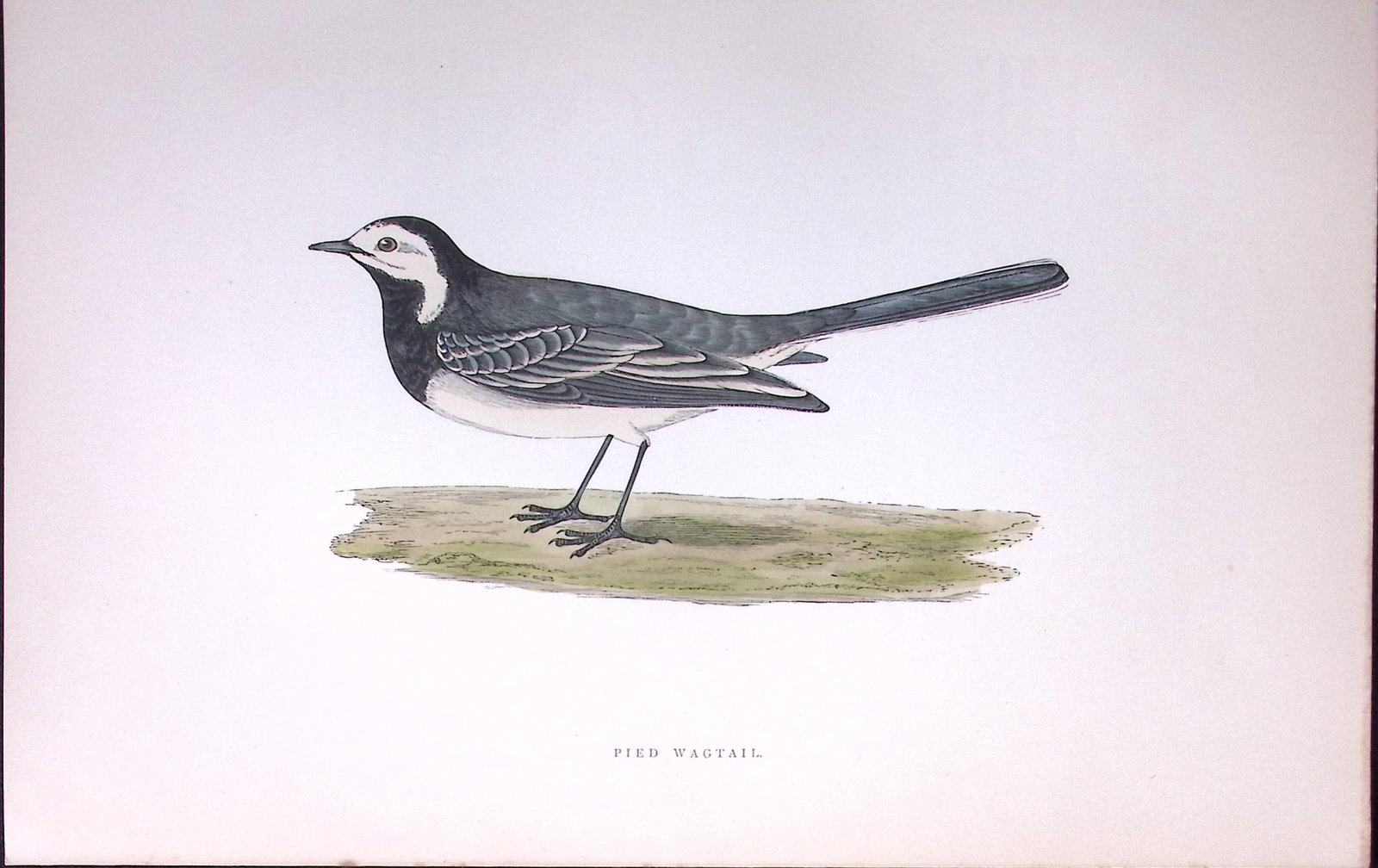 Pied Wagtail Rev Morris Antique History of British Birds 130 Years-Old Engraving-164: Title: Pied Wagtail Rev Morris Antique History of British Birds 130 Years-Old Engraving-164 Description: This Chromolithographic Engraved Plate Has Been Removed from an Antique Edition of. Rev