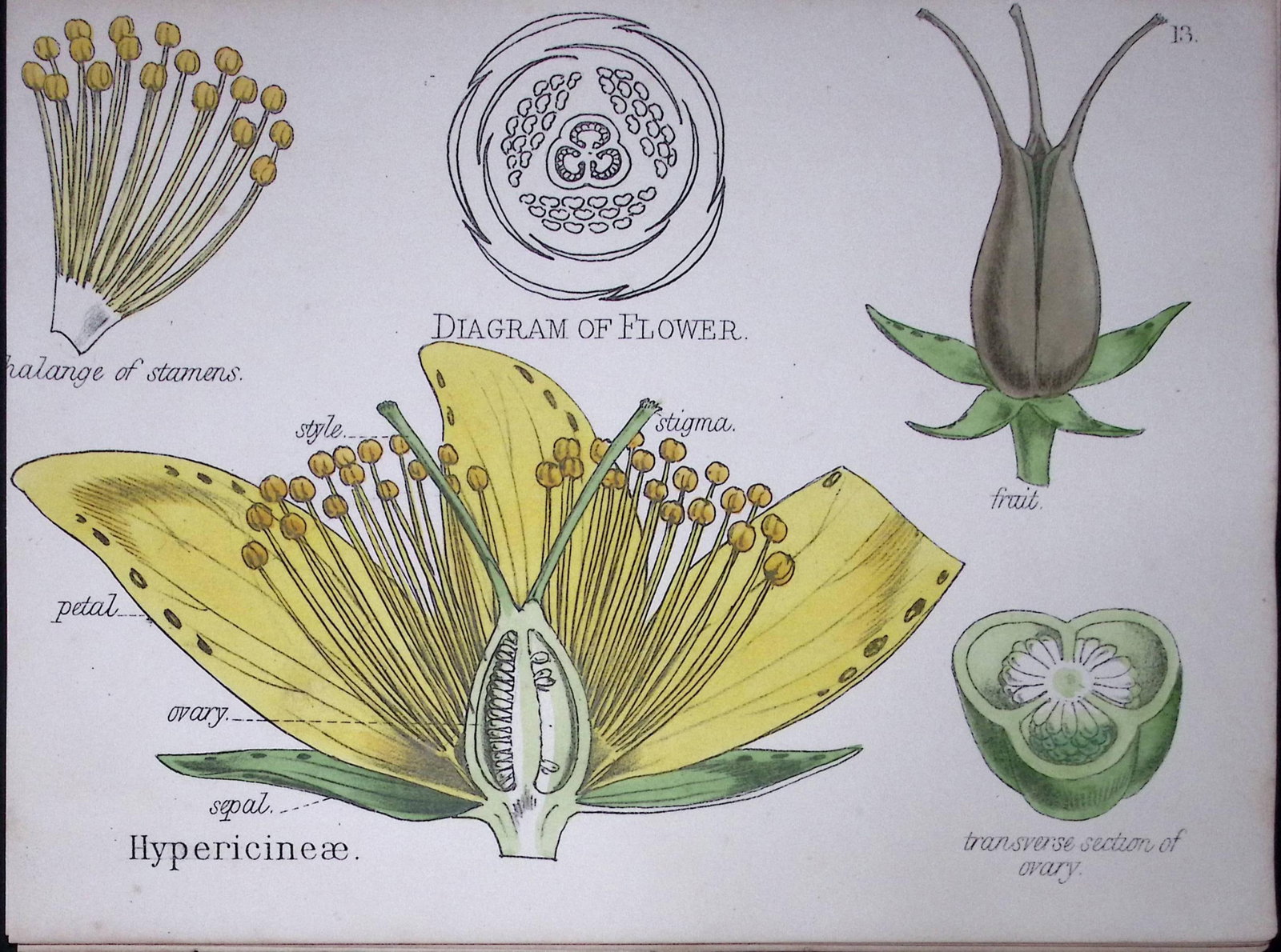 St John’s Wort Botanical Flower Diagram Rare Antique First Edition Illustration-13: Title: St John’s Wort Botanical Flower Diagram Rare Antique First Edition Illustration-13 Description: 150 Years-Old First Edition Hand-Coloured First Edition illustrati