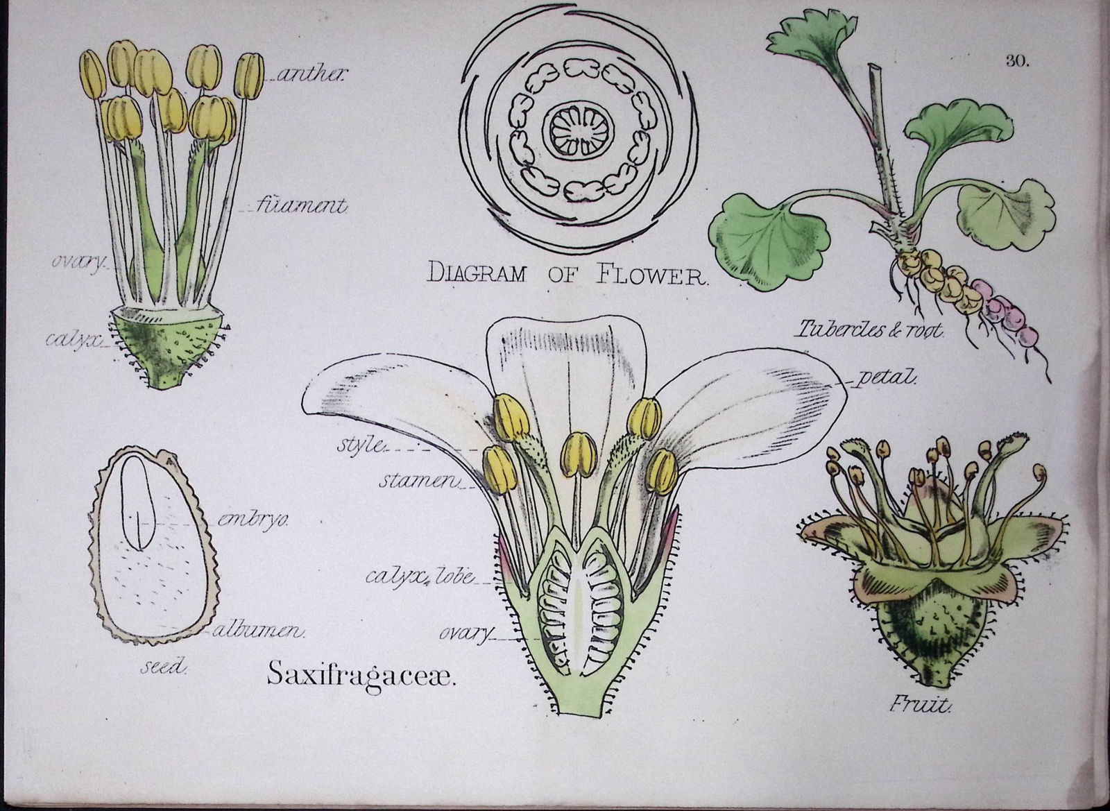 Saxifrages Botanical Flower Diagram Rare Antique First Edition Illustration-30: Title: Saxifrages Botanical Flower Diagram Rare Antique First Edition Illustration-30 Description: 150 Years-Old First Edition Hand-Coloured First Edition illustration by W. H.