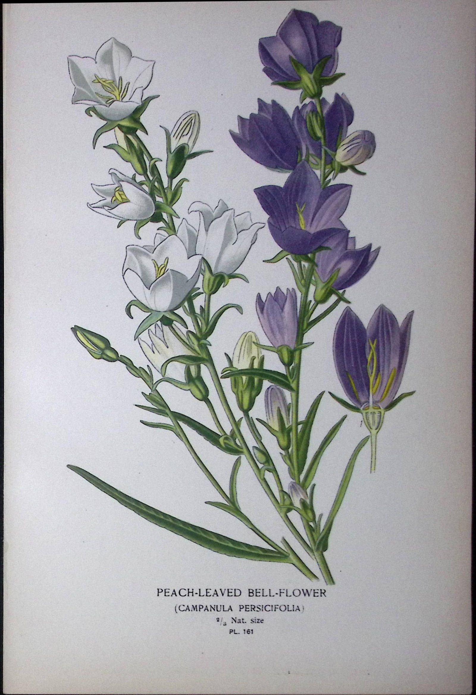 Peach-Leaved Bell-Flower Edward Step Rare Antique Botanical Book Plate-161: Title: Peach-Leaved Bell-Flower Edward Step Rare Antique Botanical Book Plate-161 Description: This Rare Beautiful Chromolithograph Was Removed from a Circa 1897 Antique Edition of.<