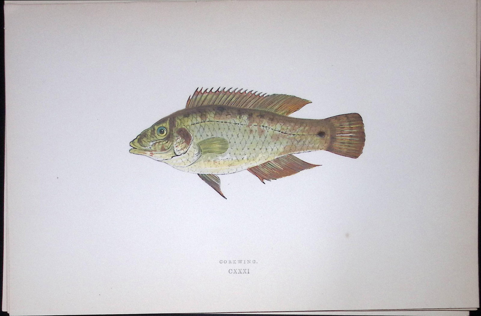 Corkwing Fish Scarce Antique 1877 J. Couch Woodblock Engraving-74: Title: Corkwing Fish Scarce Antique 1877 J. Couch Woodblock Engraving-74 Description: This Antique Original Coloured Woodblock Engraving Was Removed from An Edition of.