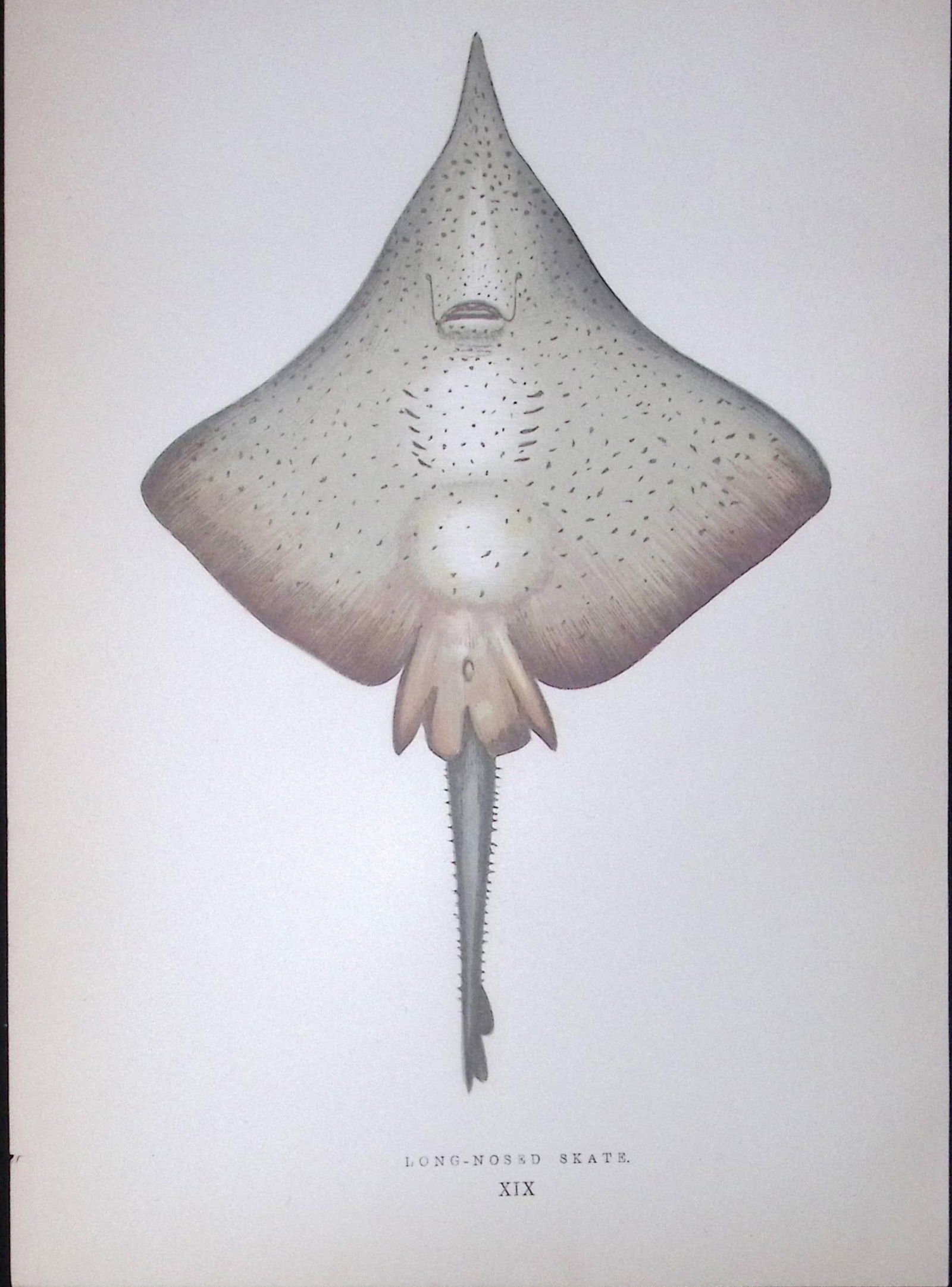 Long Nosed Skate Fish Scarce Antique 1877 J. Couch Woodblock Engraving-99: Title: Long Nosed Skate Fish Scarce Antique 1877 J. Couch Woodblock Engraving-99 Description: This Antique Original Coloured Woodblock Engraving Was Removed from An Edition of.