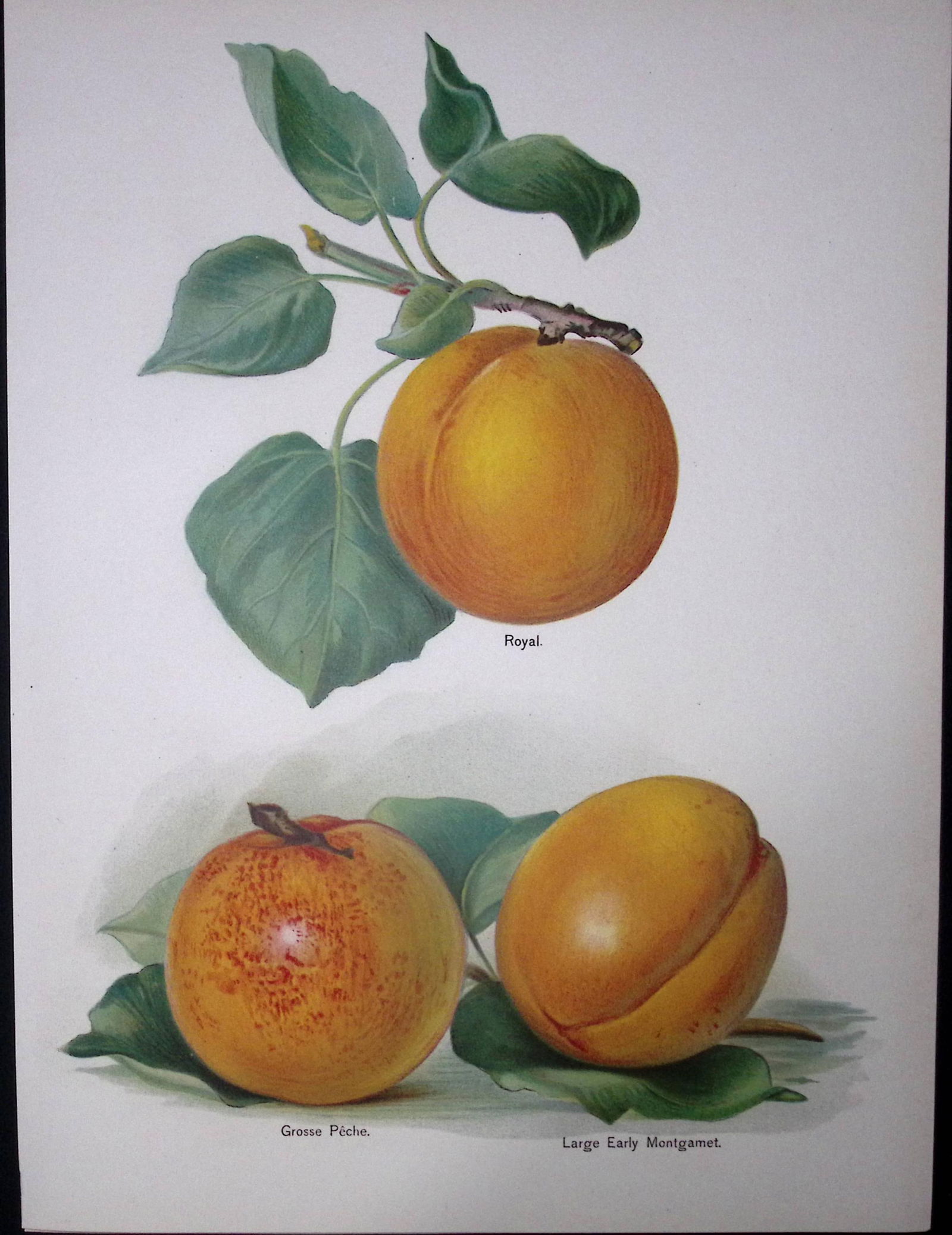 Peaches Royal, Grosse Peche, Large Early Montgamet, Antique Mary Rivers Illustration-29.: Title: Peaches Royal, Grosse Peche, Large Early Montgamet, Antique Mary Rivers Illustration-29. Description: This Chromolithographed Print Measure Approximately 10.5 X 8  (Inch