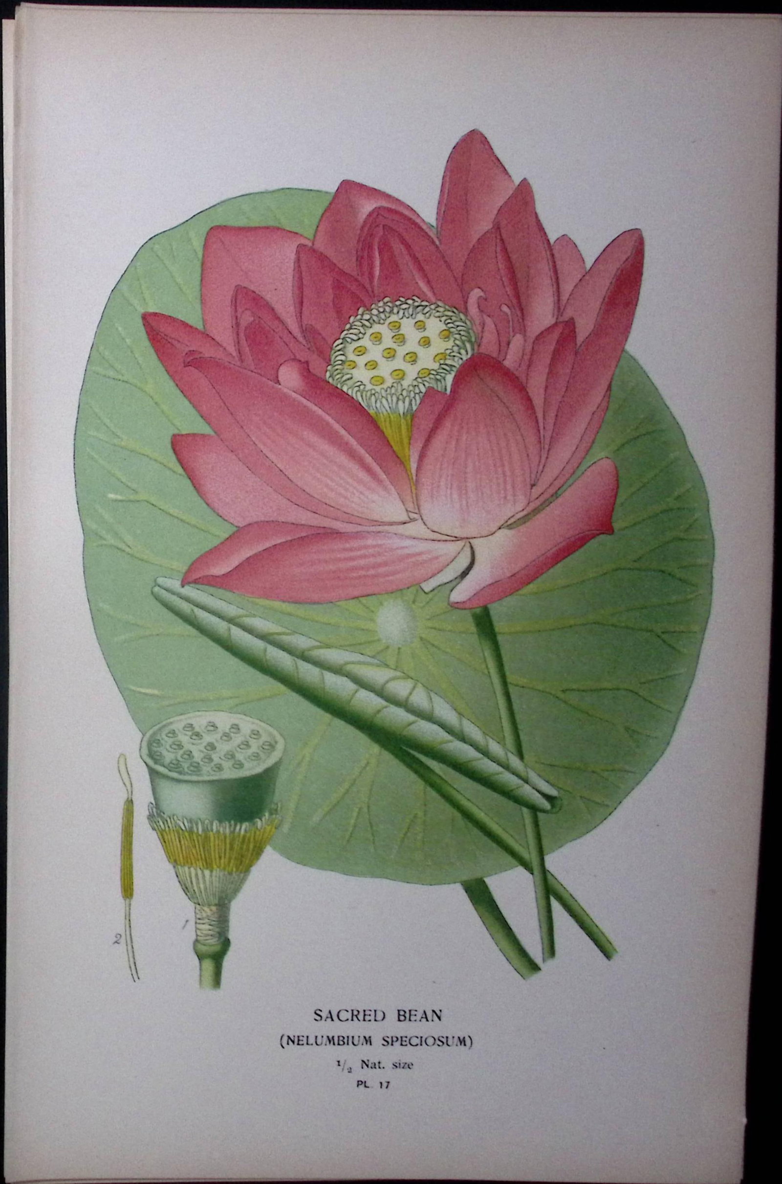 Sacred Bean Edward Step Rare Antique Botanical Book Plate-17: Title: Sacred Bean Edward Step Rare Antique Botanical Book Plate-17 Description: This Rare Beautiful Chromolithograph Was Removed from a Circa 1897 Antique Edition of. The Favourite Flowers of