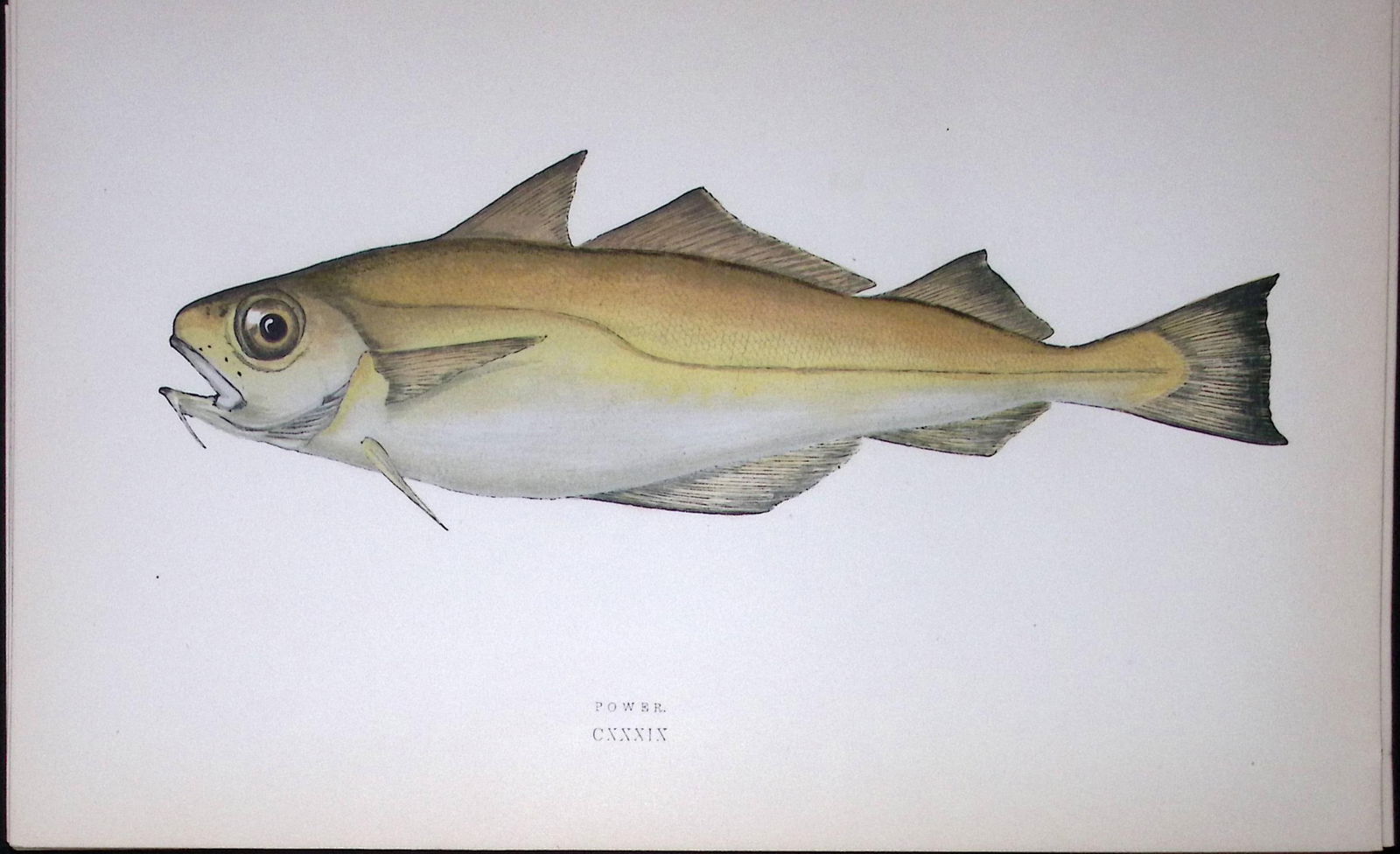 Power Fish Scarce Antique 1877 J. Couch Woodblock Engraving-87: Title: Power Fish Scarce Antique 1877 J. Couch Woodblock Engraving-87 Description: This Antique Original Coloured Woodblock Engraving Was Removed from An Edition of.