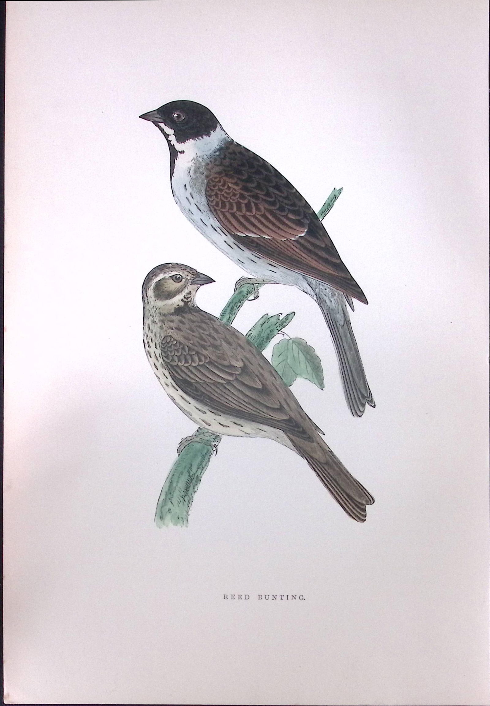 Reed Bunting Rev Morris Antique History of British Birds 130 Years-Old Engraving-186: Title: Reed Bunting Rev Morris Antique History of British Birds 130 Years-Old Engraving-186 Description: This Chromolithographic Engraved Plate Has Been Removed from an Antique Edition of. Rev