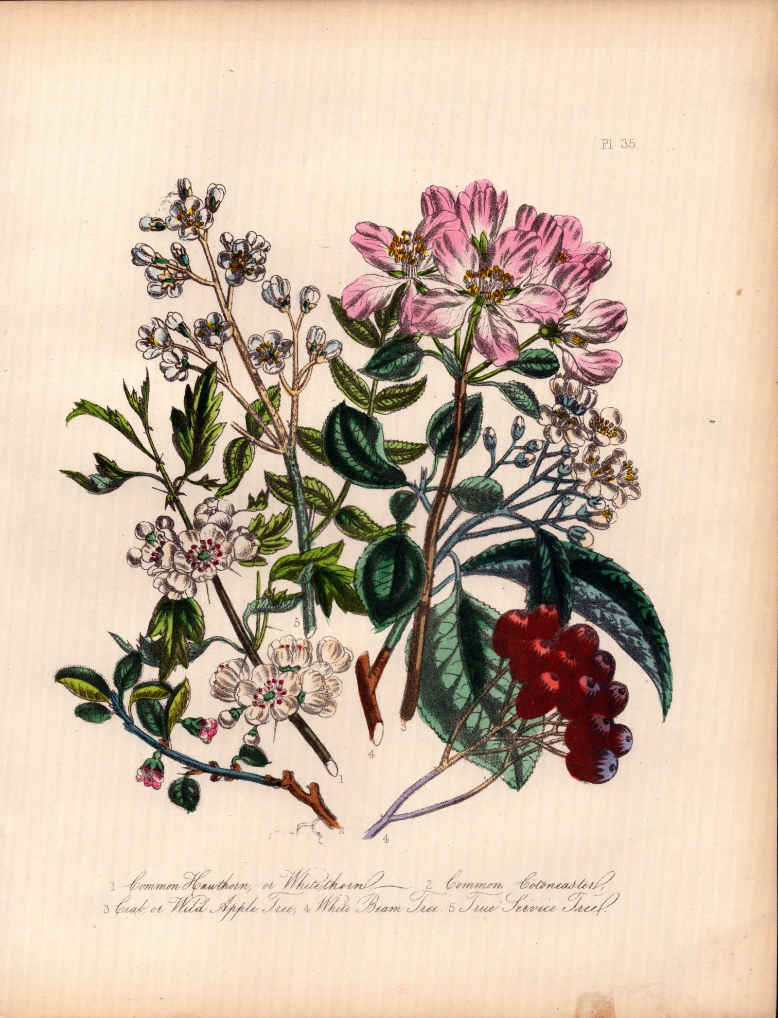 Jane Loudon Rare 165-Yr-Old Antique British Wildflower Hand-Coloured Plate-35: Title: Jane Loudon Rare 165-Yr-Old Antique British Wildflower Hand-Coloured Plate-35 Description: With Original Hand-Colouring from The Famed Series of British Wildflowers. </