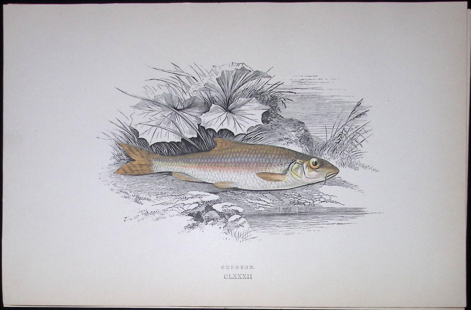 Gudgeon Fish Scarce Antique 1877 J. Couch Woodblock Engraving-128: Title: Gudgeon Fish Scarce Antique 1877 J. Couch Woodblock Engraving-128 Description: This Antique Original Coloured Woodblock Engraving Was Removed from An Edition of.