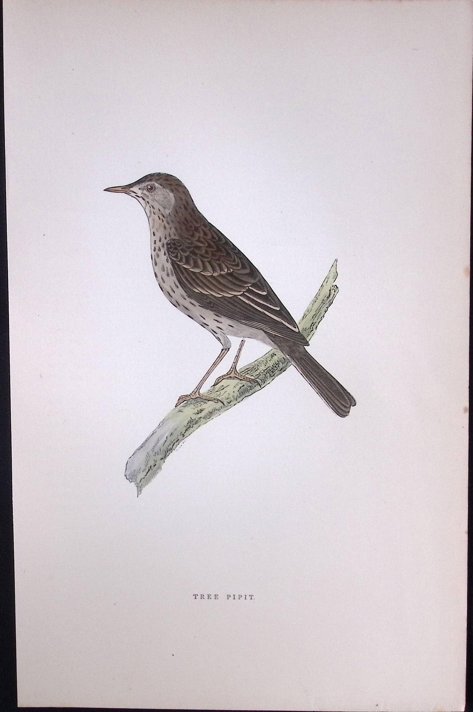 Tree Pipit Rev Morris Antique History of British Birds 130 Years-Old Engraving-174: Title: Tree Pipit Rev Morris Antique History of British Birds 130 Years-Old Engraving-174 Description: This Chromolithographic Engraved Plate Has Been Removed from an Antique Edition of. Rev F