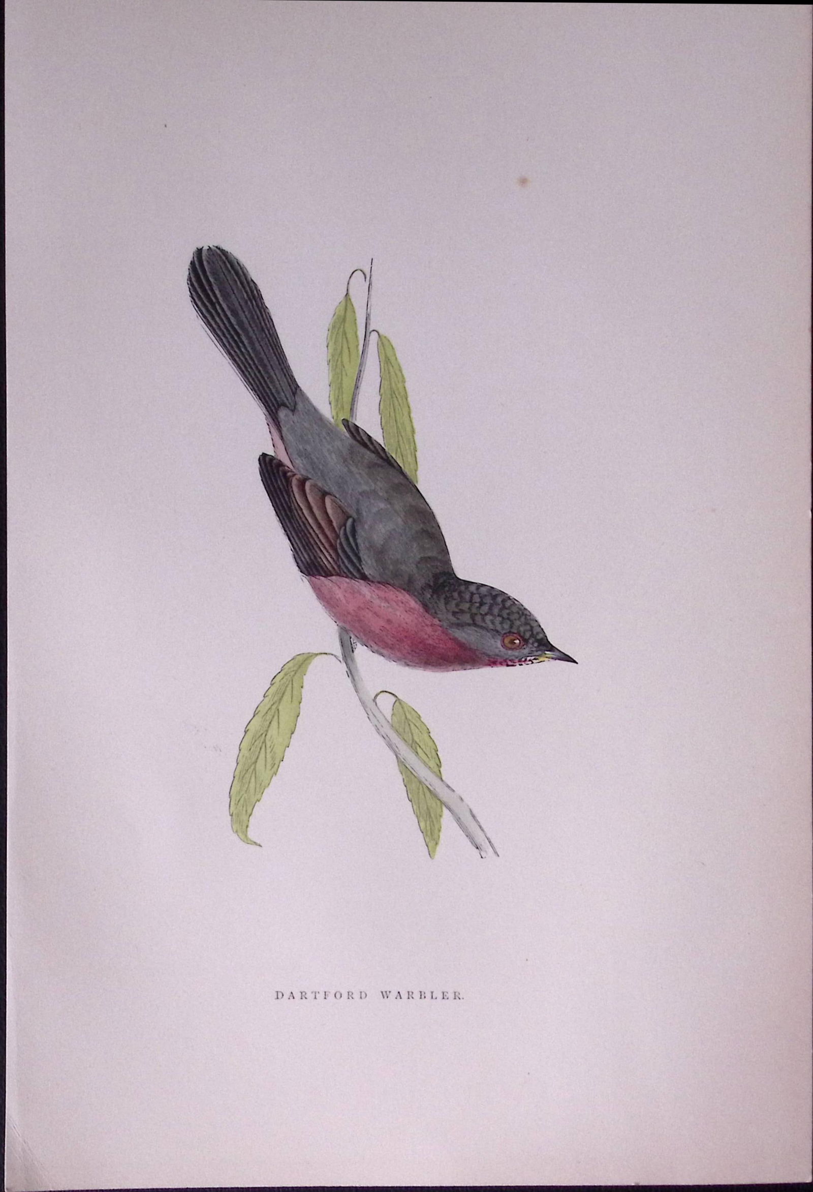 Dartford Warbler Rev Morris Antique History of British Birds 130 Years-Old Engraving-128: Title: Dartford Warbler Rev Morris Antique History of British Birds 130 Years-Old Engraving-128 Description: This Chromolithographic Engraved Plate Has Been Removed from an Antique E