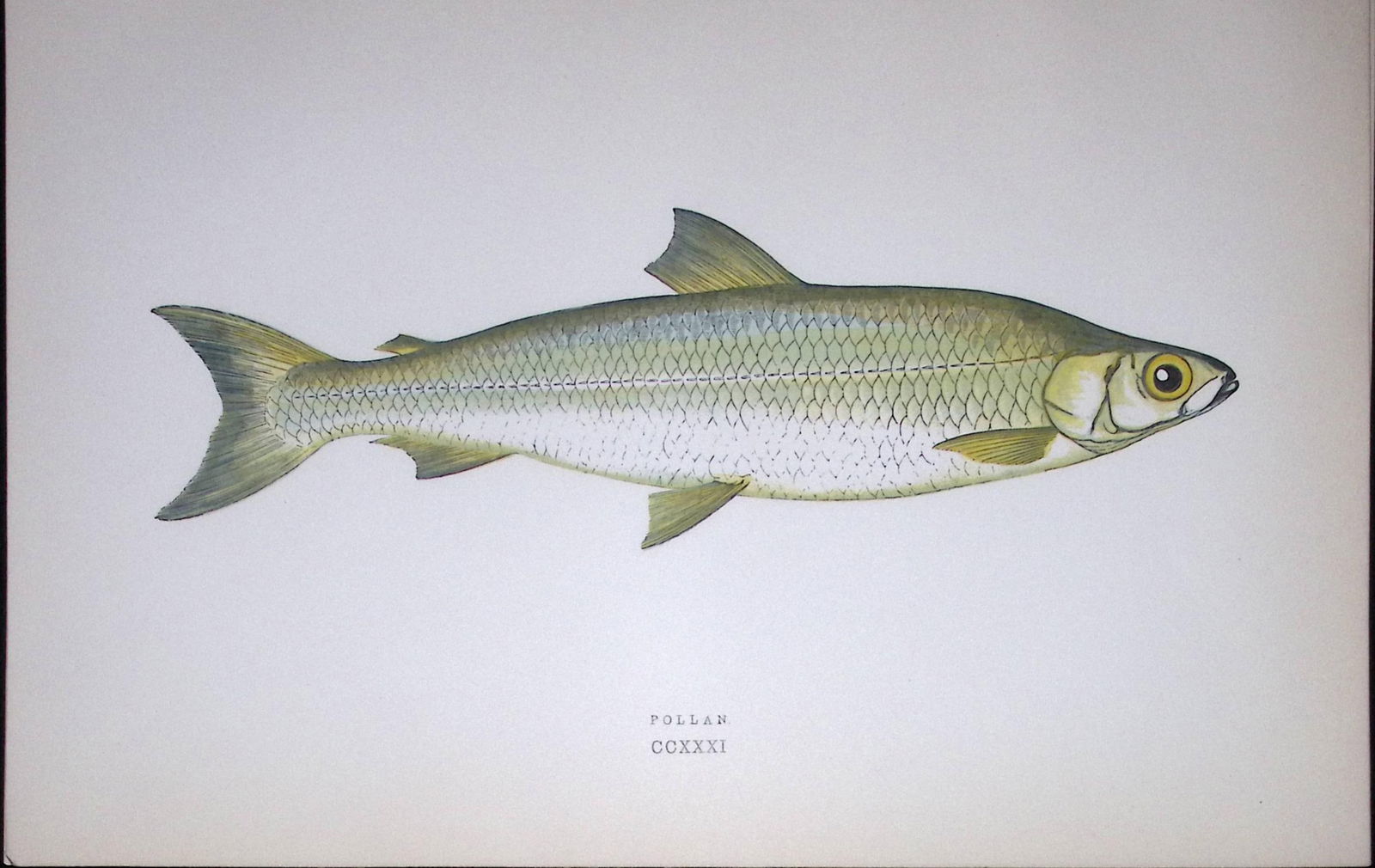 Pollan Fish Scarce Antique 1877 J. Couch Woodblock Engraving-141: Title: Pollan Fish Scarce Antique 1877 J. Couch Woodblock Engraving-141 Description: This Antique Original Coloured Woodblock Engraving Was Removed from An Edition of. <