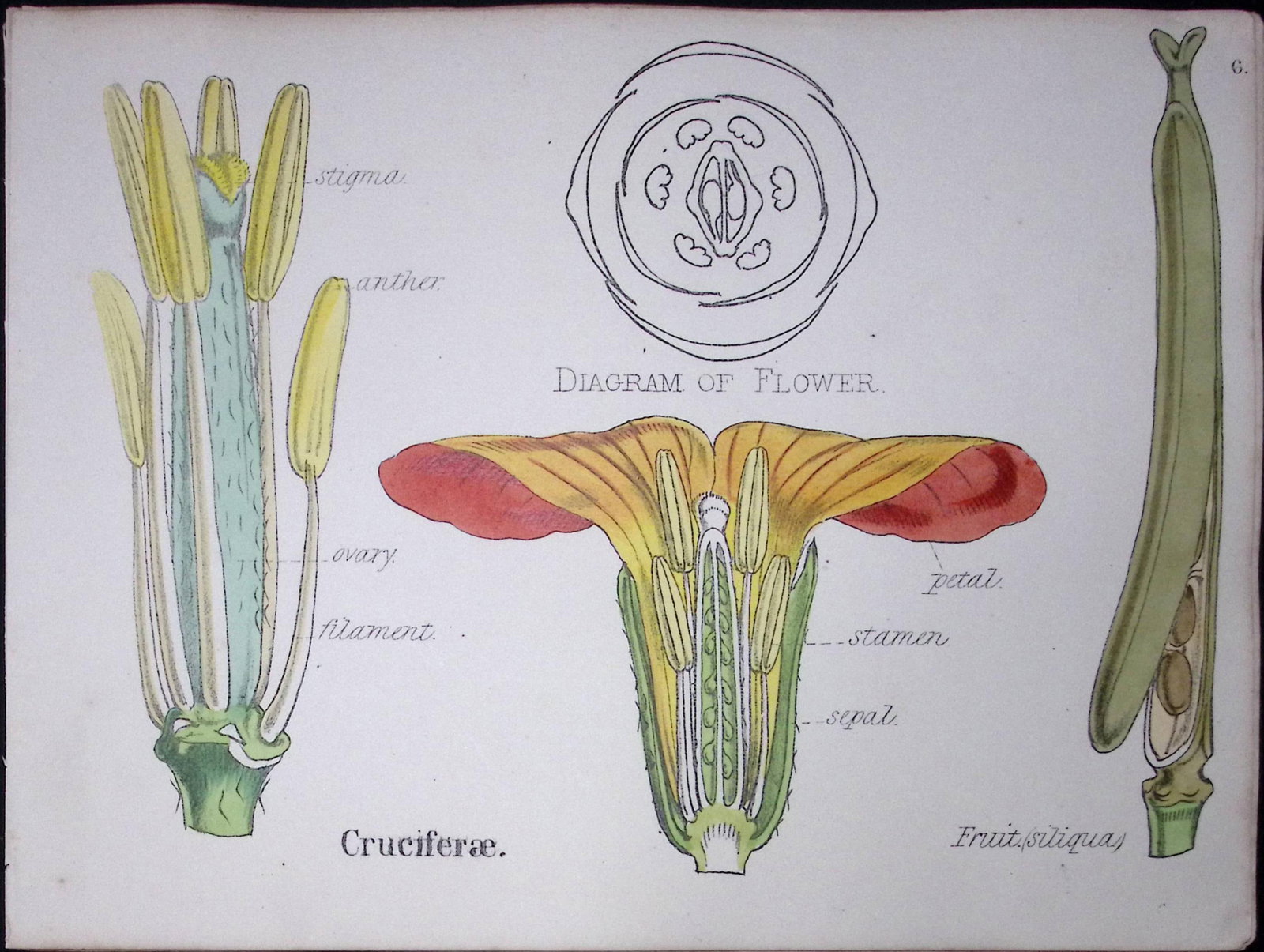 Crucifers Botanical Flower Diagram Rare Antique First Edition Illustration-6: Title: Crucifers Botanical Flower Diagram Rare Antique First Edition Illustration-6 Description: 150 Years-Old First Edition Hand-Coloured First Edition illustration by W. H. F