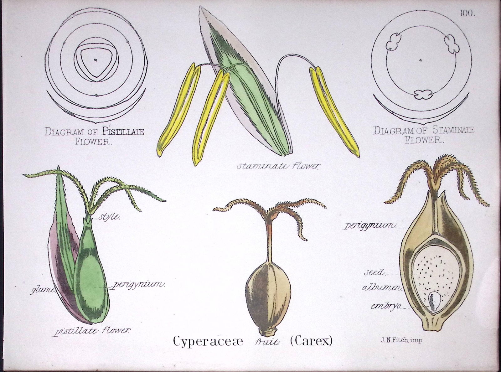 Cyperaceae Carex Botanical Flowering Plant Diagram Rare Antique First Edition Illustration-100: Title: Cyperaceae Carex Botanical Flowering Plant Diagram Rare Antique First Edition Illustration-100 Description: 150 Years-Old First Edition Hand-Coloured First Edition illus