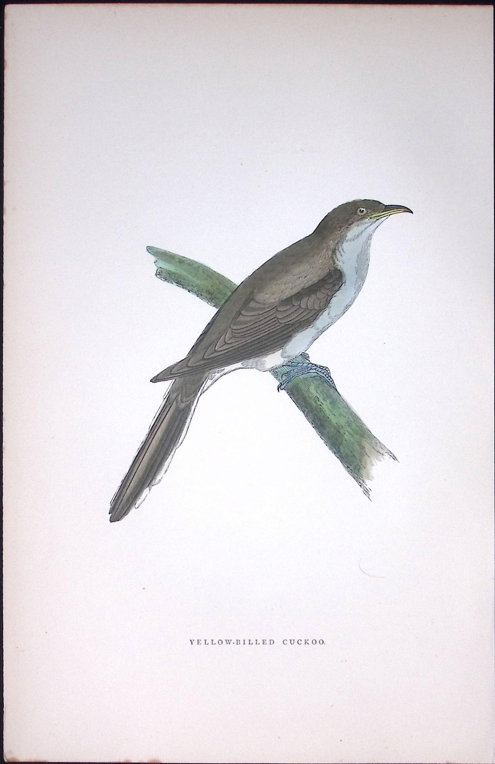 Yellow Billed Cuckoo Rev Morris Antique History of British Birds 130 Years-Old Engraving-49: Title: Yellow Billed Cuckoo Rev Morris Antique History of British Birds 130 Years-Old Engraving-49 Description: This Chromolithographic Engraved Plate Has Been Removed from an Antiqu