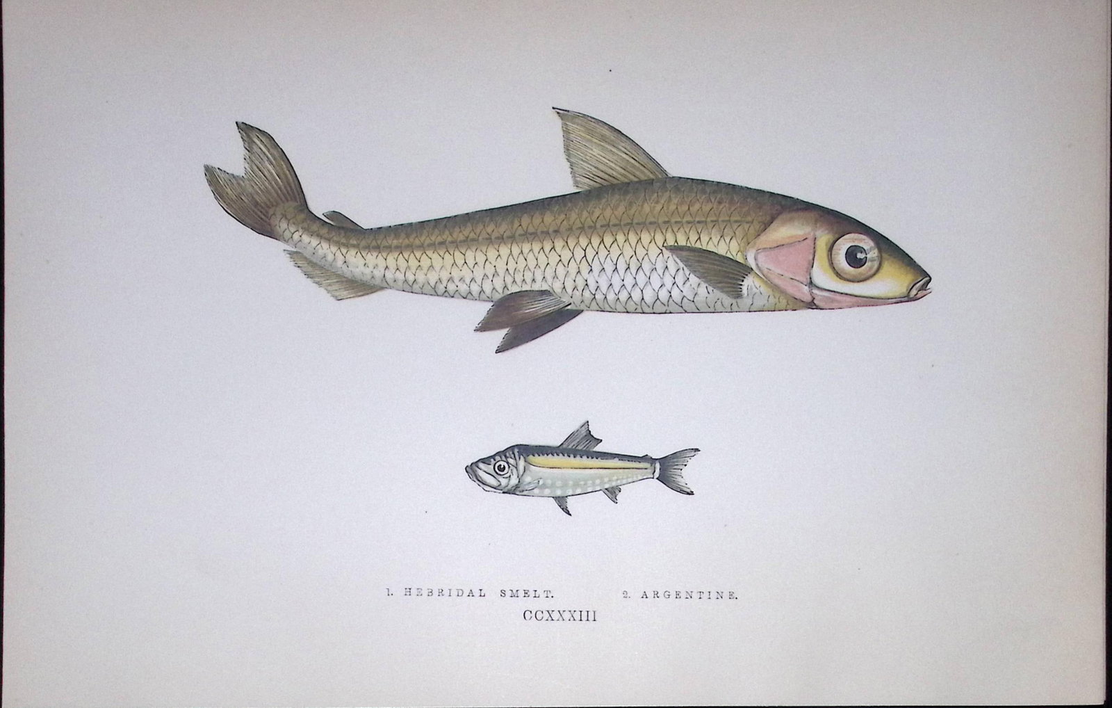 Hebridal & Argentine Smelt Fish Scarce Antique 1877 J. Couch Woodblock Engraving-143 (1 of 1)