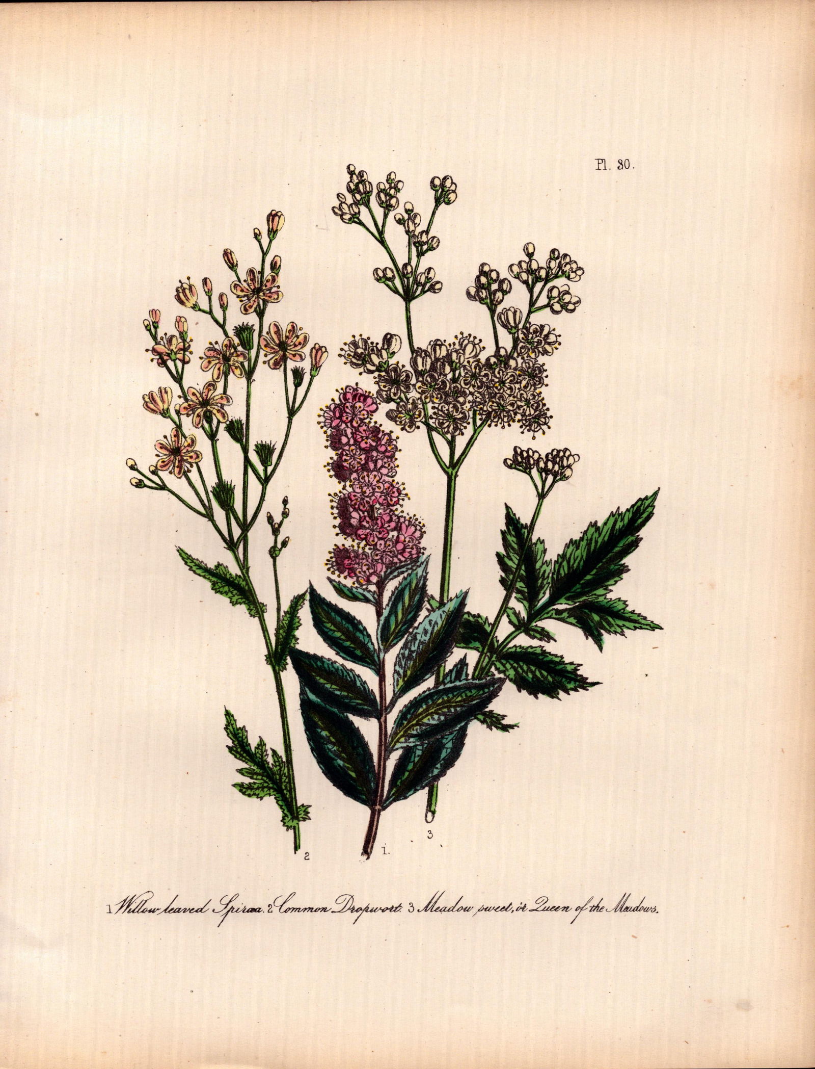 Jane Loudon Rare 165-Yr-Old Antique British Wildflower Hand-Coloured Plate-30: Title: Jane Loudon Rare 165-Yr-Old Antique British Wildflower Hand-Coloured Plate-30 Description: With Original Hand-Colouring from The Famed Series of British Wildflowers. </