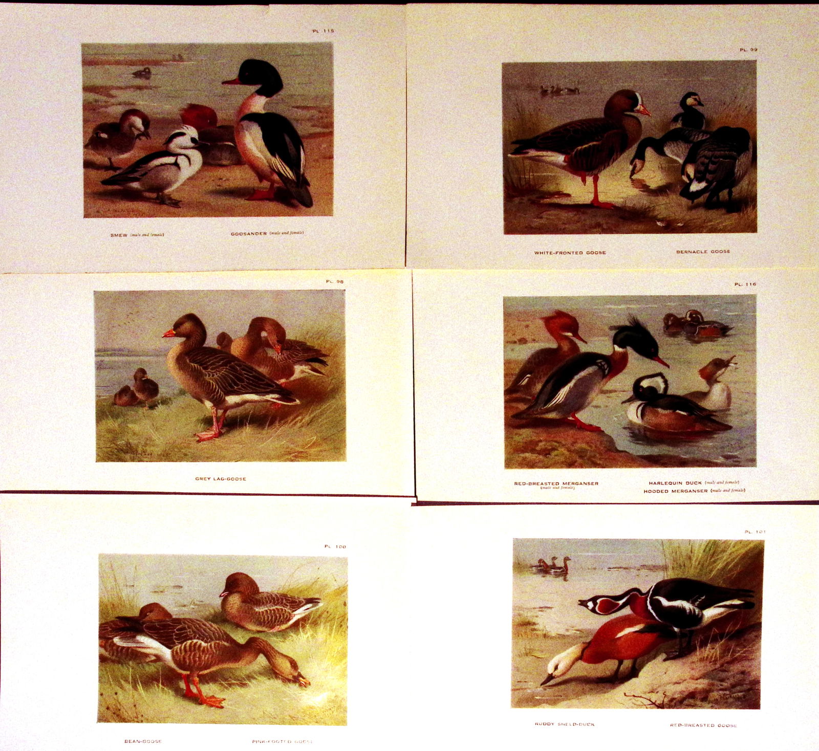 Job-Lot 15 Species Duck & Goose Archibald Thorburn Antique Bird Prints-4. - 2