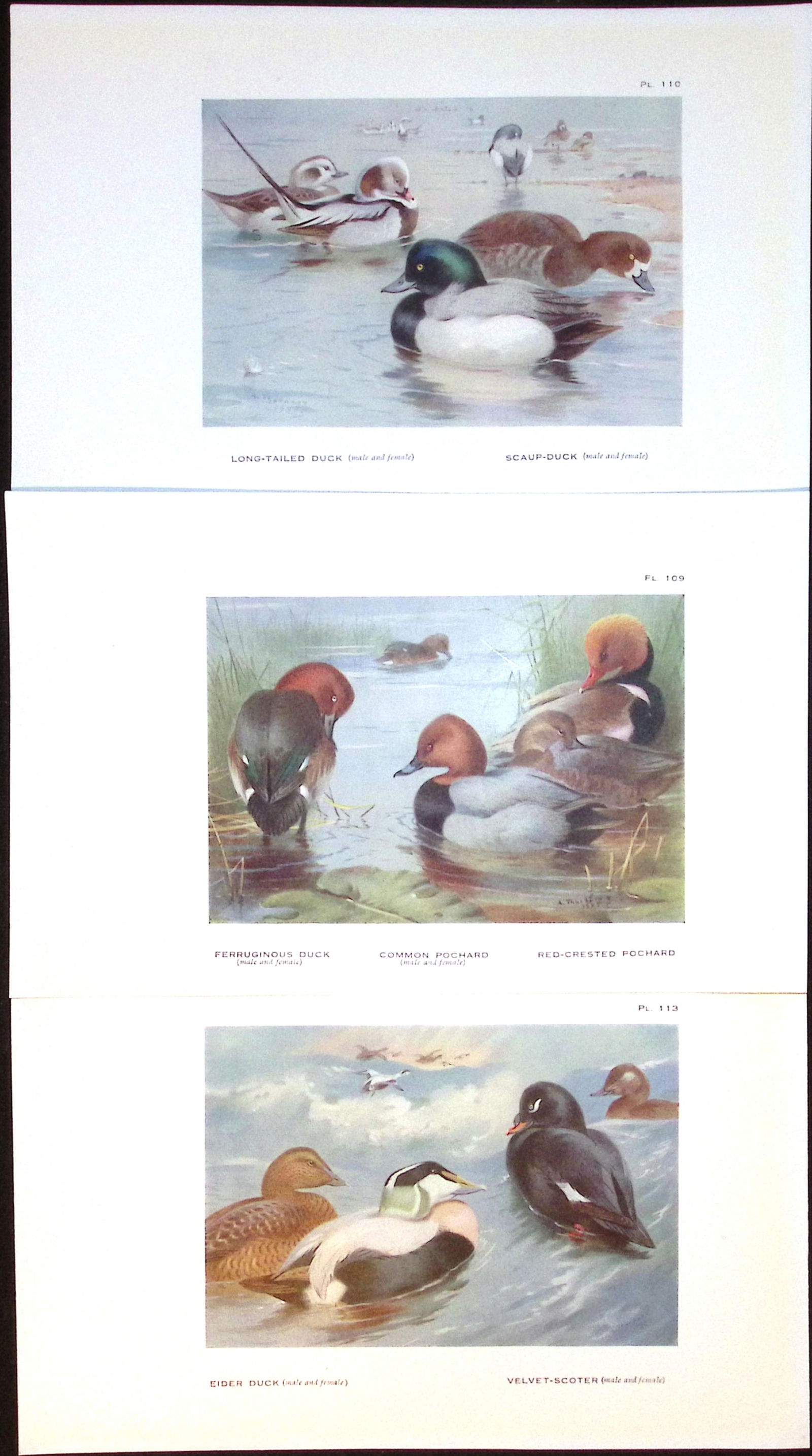Job-Lot 15 Species Duck & Goose Archibald Thorburn Antique Bird Prints-4. - 3
