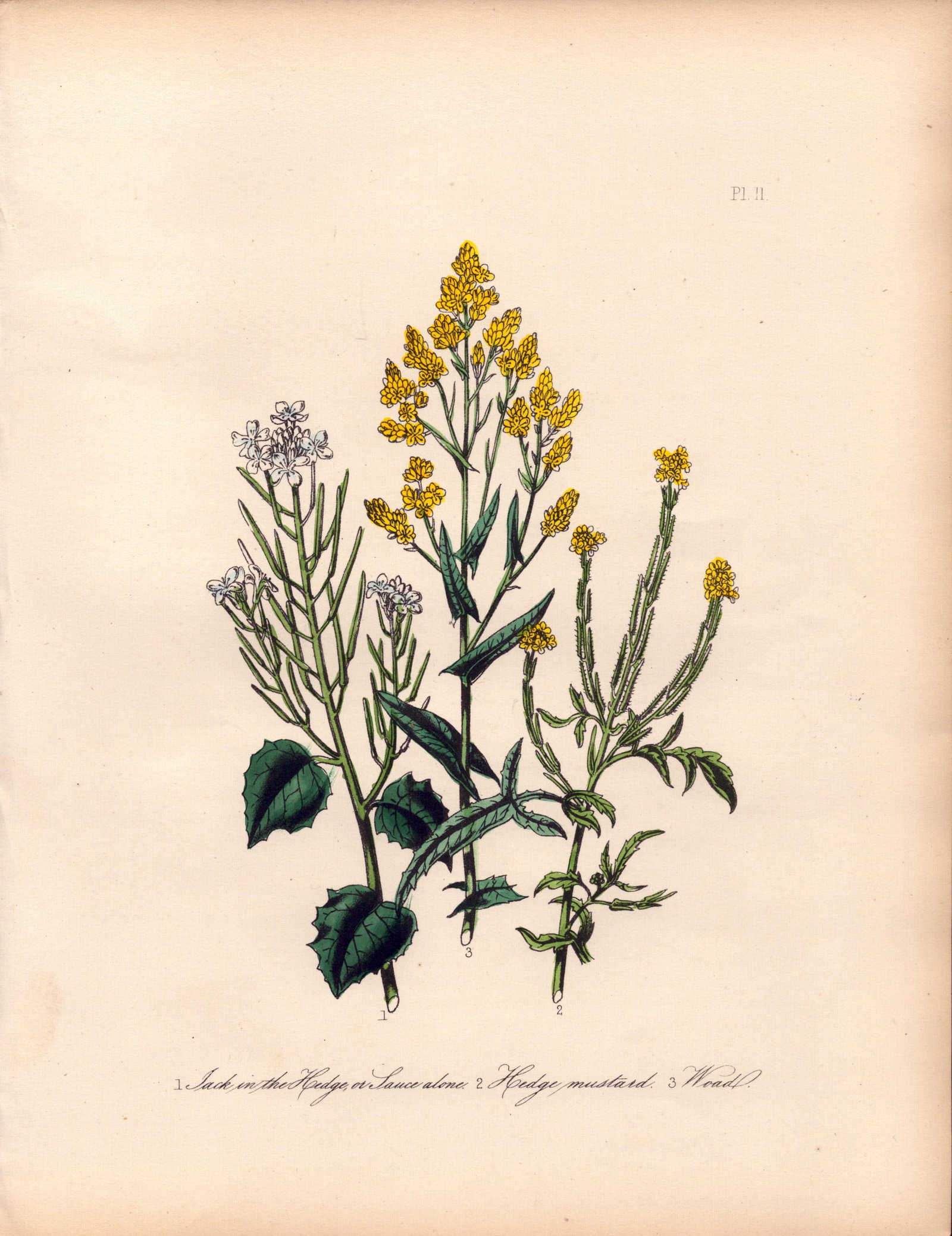 Jane Loudon Rare 165-Yr-Old Antique British Wildflower Hand-Coloured Plate-11: Title: Jane Loudon Rare 165-Yr-Old Antique British Wildflower Hand-Coloured Plate-11 Description: With Original Hand-Colouring from The Famed Series of British Wildflowers. </