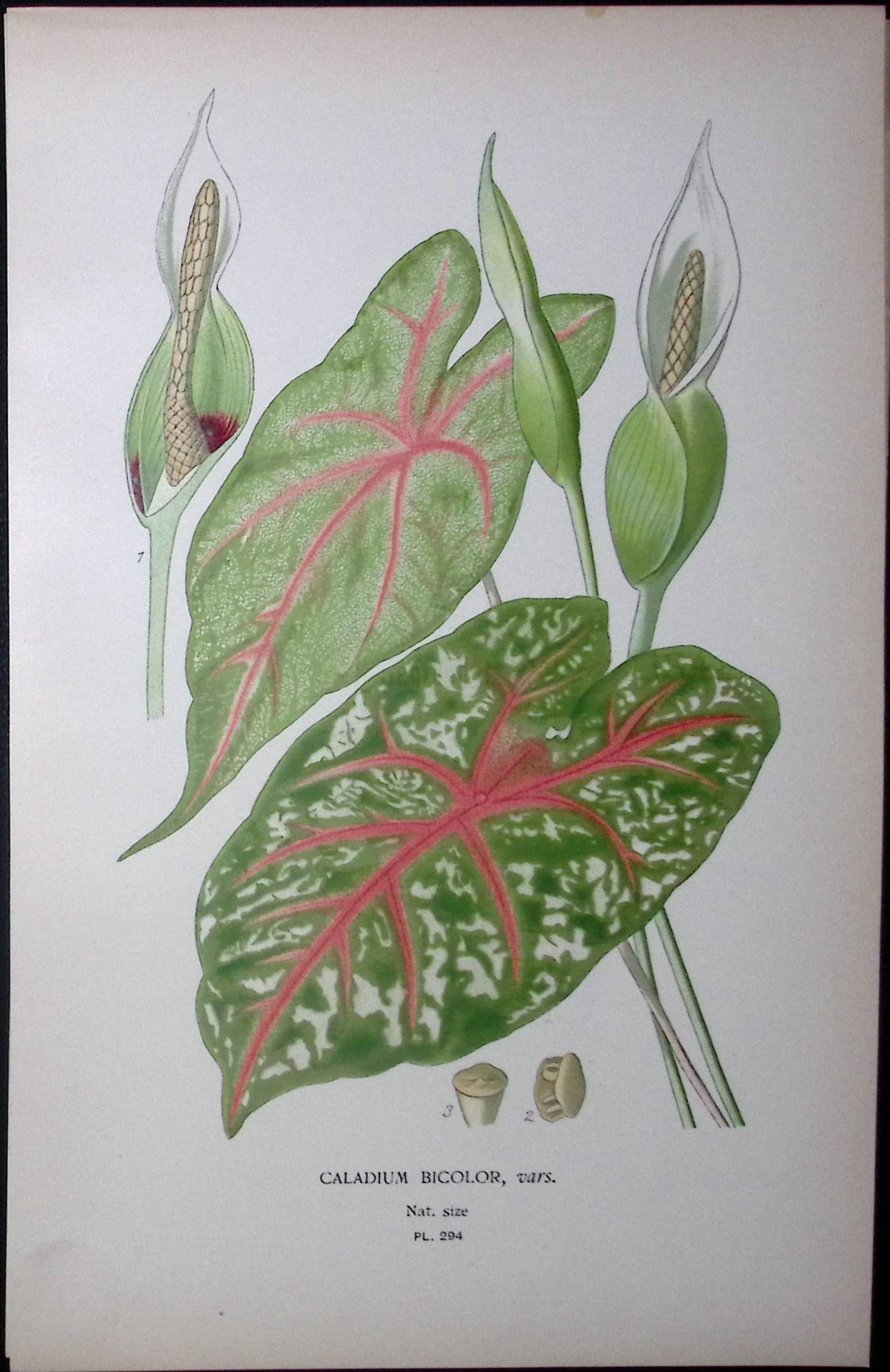 Heart of Jesus Edward Step Rare Antique Botanical Book Plate-294: Title: Heart of Jesus Edward Step Rare Antique Botanical Book Plate-294 Description: This Rare Beautiful Chromolithograph Was Removed from a Circa 1897 Antique Edition of.