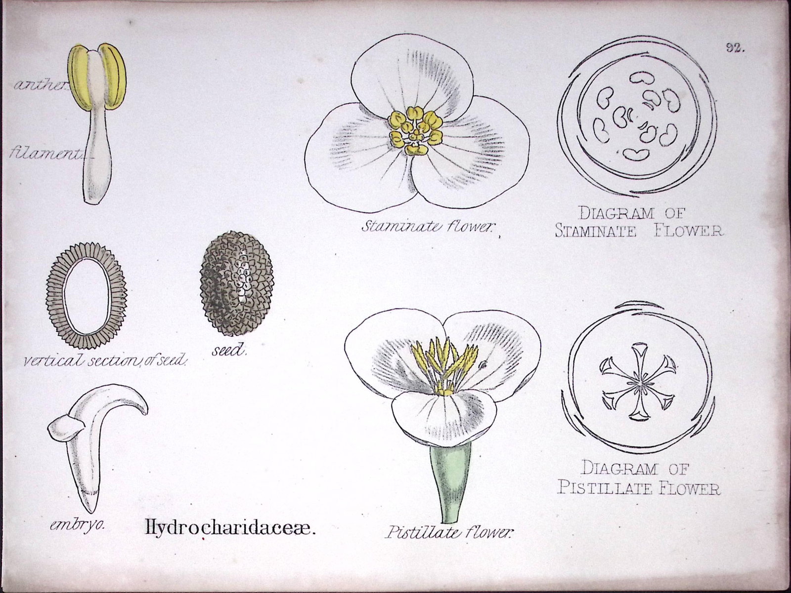 Hydrocharitaceae Botanical Flower Diagram Rare Antique First Edition Illustration-92: Title: Hydrocharitaceae Botanical Flower Diagram Rare Antique First Edition Illustration-92 Description: 150 Years-Old First Edition Hand-Coloured First Edition illustration by