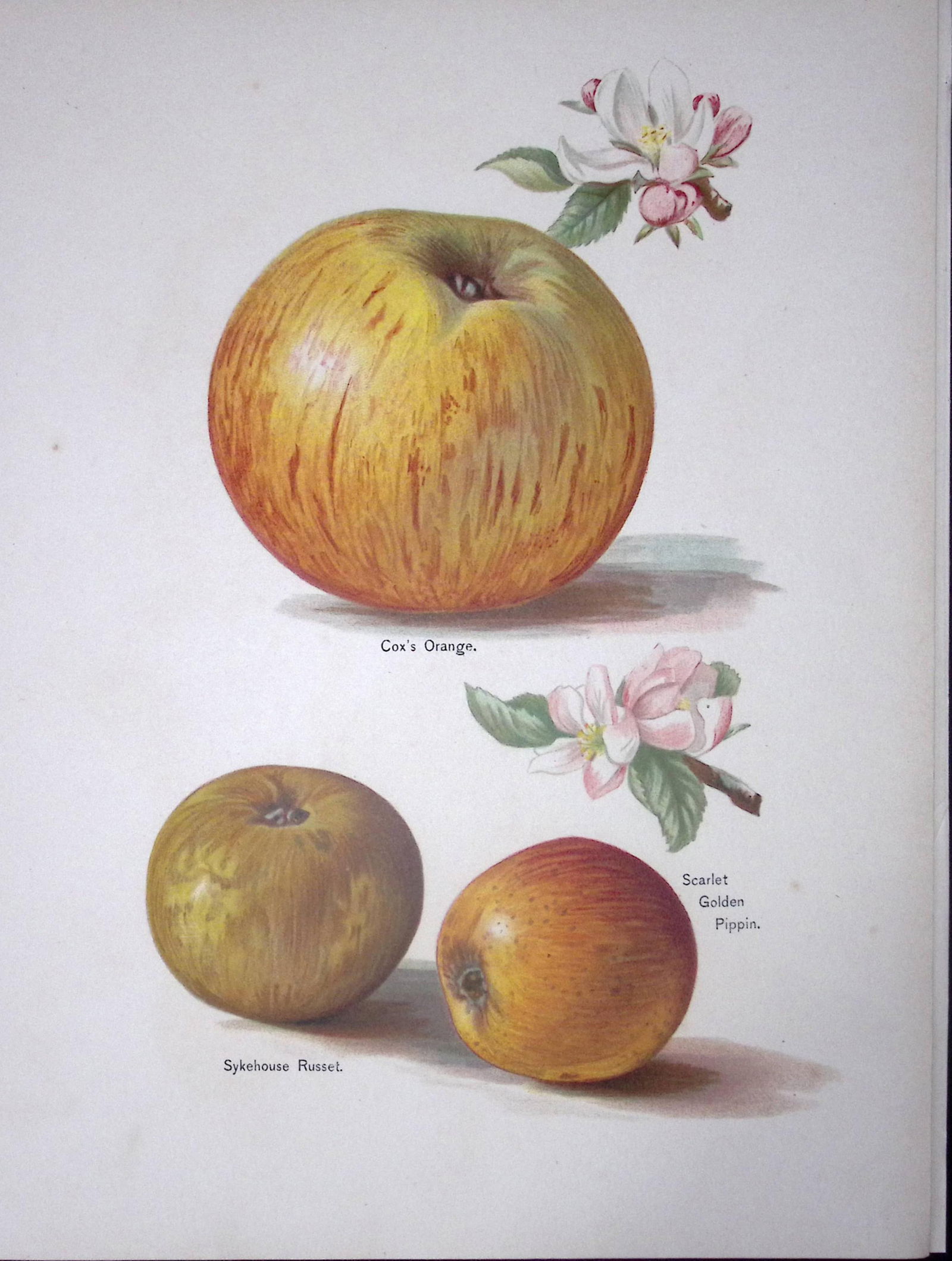 Apples-Coxs Orange, Sykehouse Russet, Scarlet Golden Pipin, Antique Fruit Illustration-11.: Title: Apples-Coxs Orange, Sykehouse Russet, Scarlet Golden Pipin, Antique Fruit Illustration-11. Description: This Chromolithographed Print Measure Approximately 10 X 8
