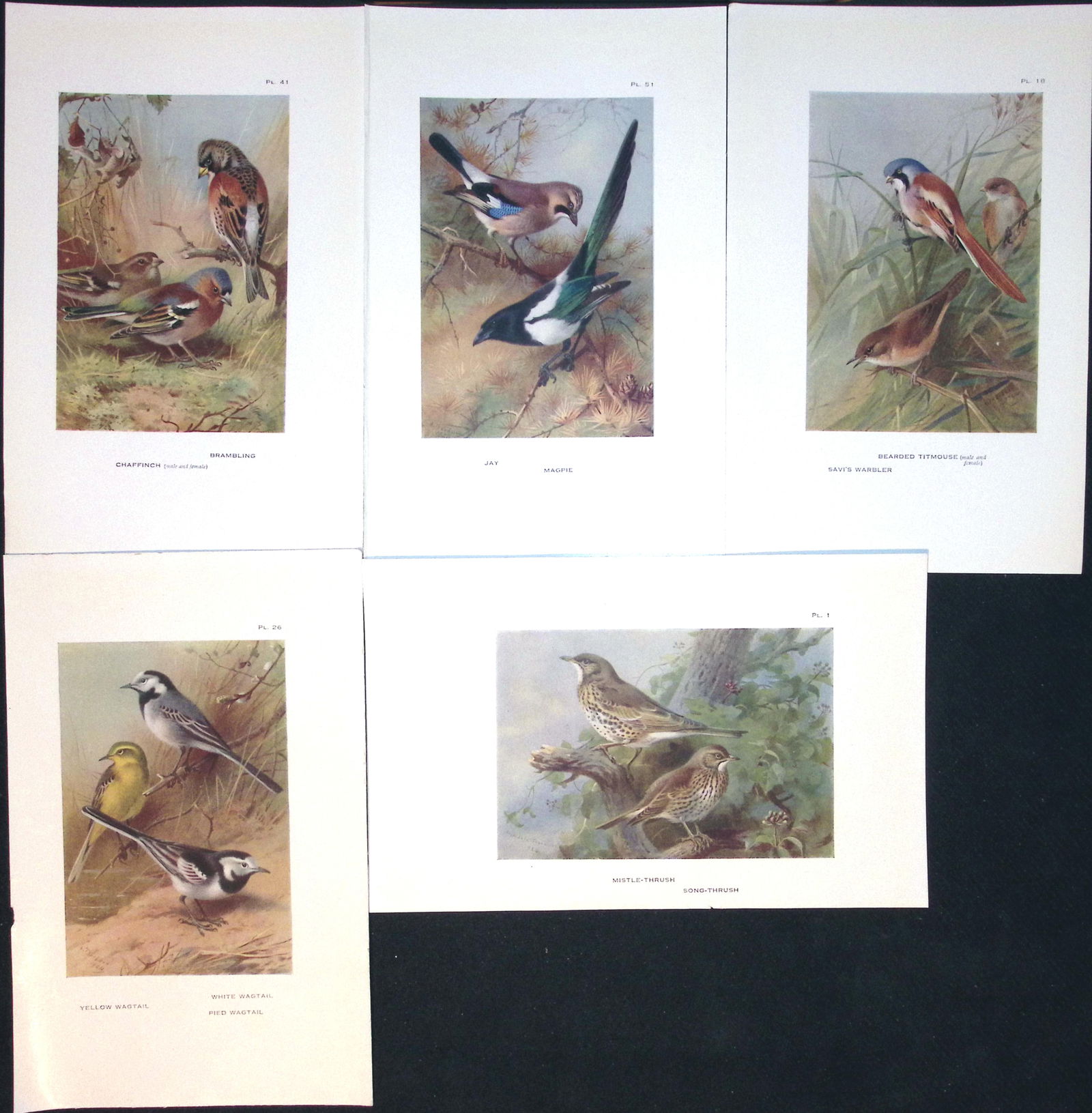 Job-Lot 11 Bird Species Thrush, Finch, Magpie, Titmouse Thorburn Prints-7. - 2