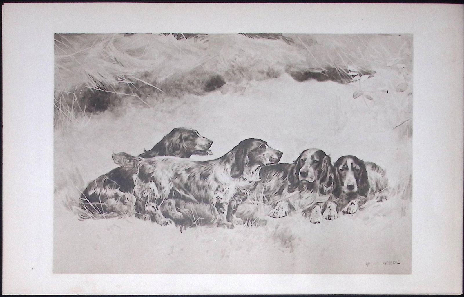 Group of Spaniels Antique Book Plate Rawdon Lee Modern Dogs 1906-50: Title: Group of Spaniels Antique Book Plate Rawdon Lee Modern Dogs 1906-50 Description: This Antique Book Plate Was Removed from an Edition of Modern Dogs by Rawdon Lee 1893.
