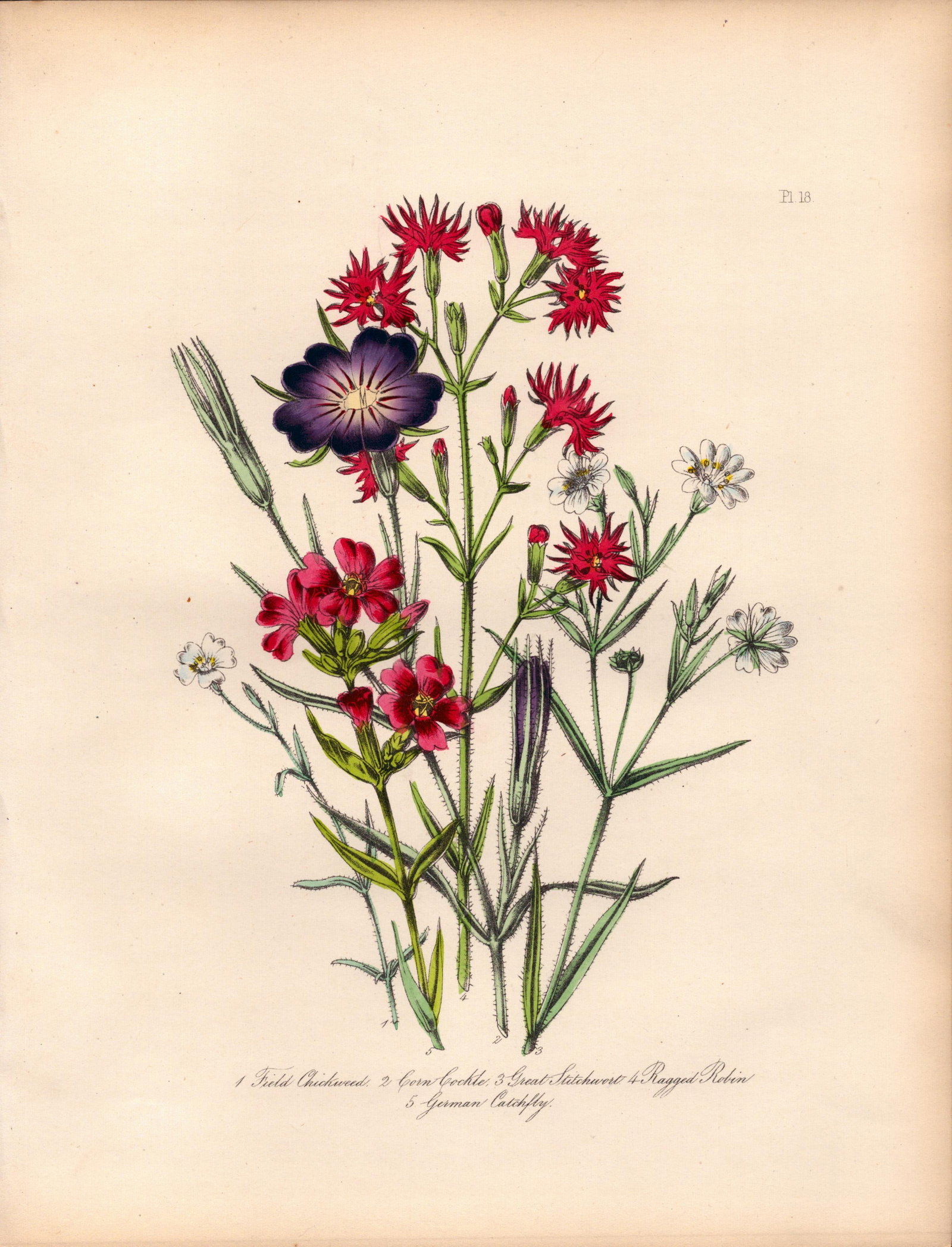 Jane Loudon Rare 165-Yr-Old Antique British Wildflower Hand-Coloured Plate-18: Title: Jane Loudon Rare 165-Yr-Old Antique British Wildflower Hand-Coloured Plate-18 Description: With Original Hand-Colouring from The Famed Series of British Wildflowers. </
