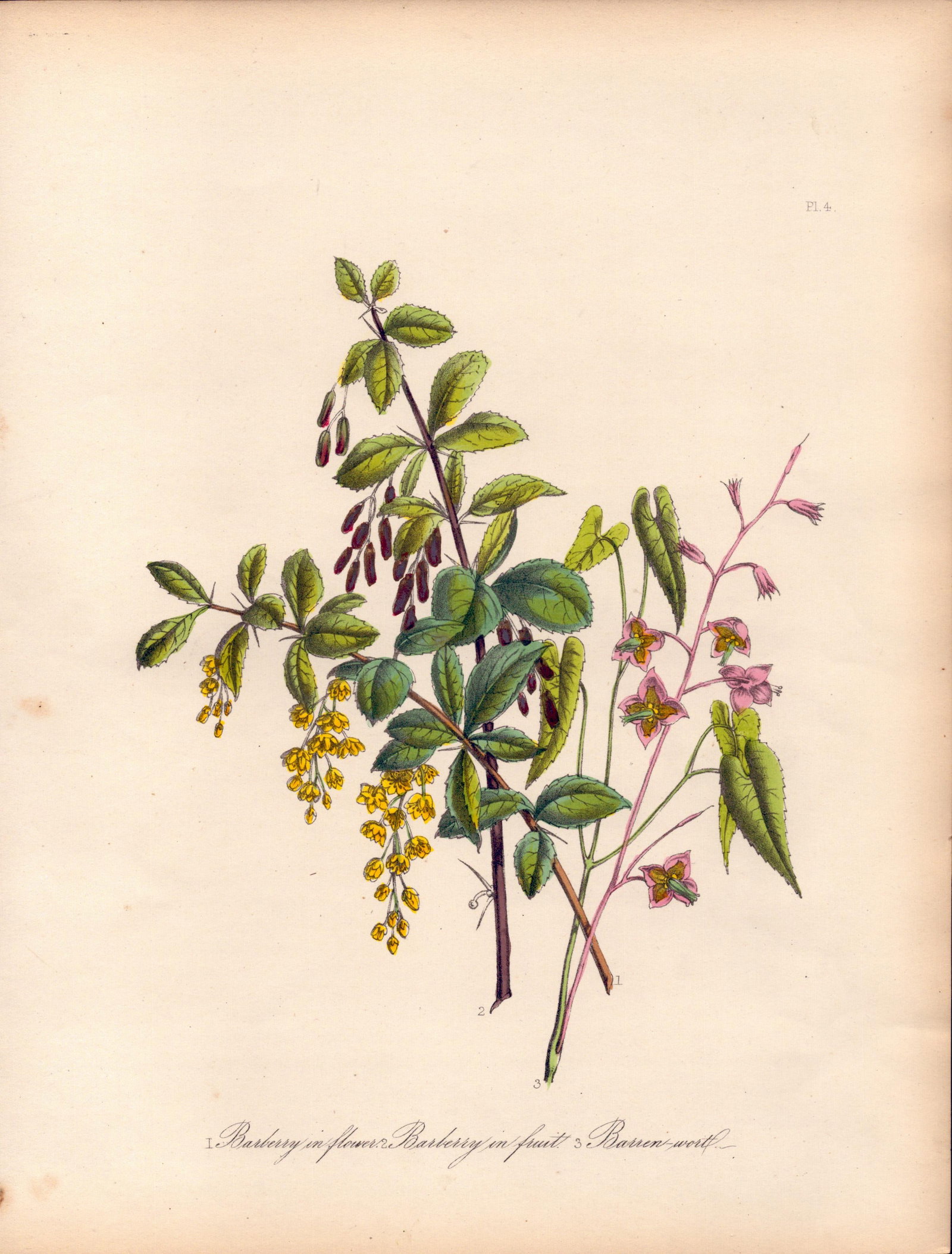Jane Loudon Rare 165-Yr-Old Antique British Wildflower Hand-Coloured Plate-4: Title: Jane Loudon Rare 165-Yr-Old Antique British Wildflower Hand-Coloured Plate-4 Description: With Original Hand-Colouring from The Famed Series of British Wildflowers.