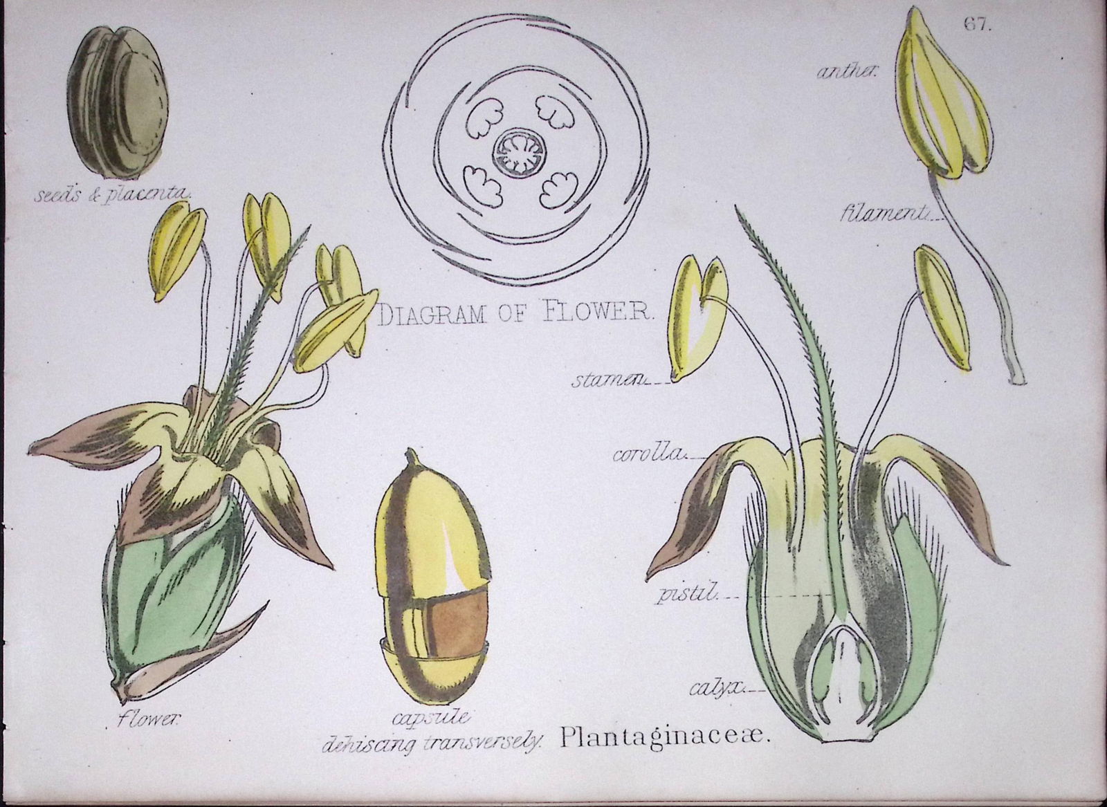 Plantaginaceae Botanical Flower Diagram Rare Antique First Edition Illustration-67: Title: Plantaginaceae Botanical Flower Diagram Rare Antique First Edition Illustration-67 Description: 150 Years-Old First Edition Hand-Coloured First Edition illustration by W