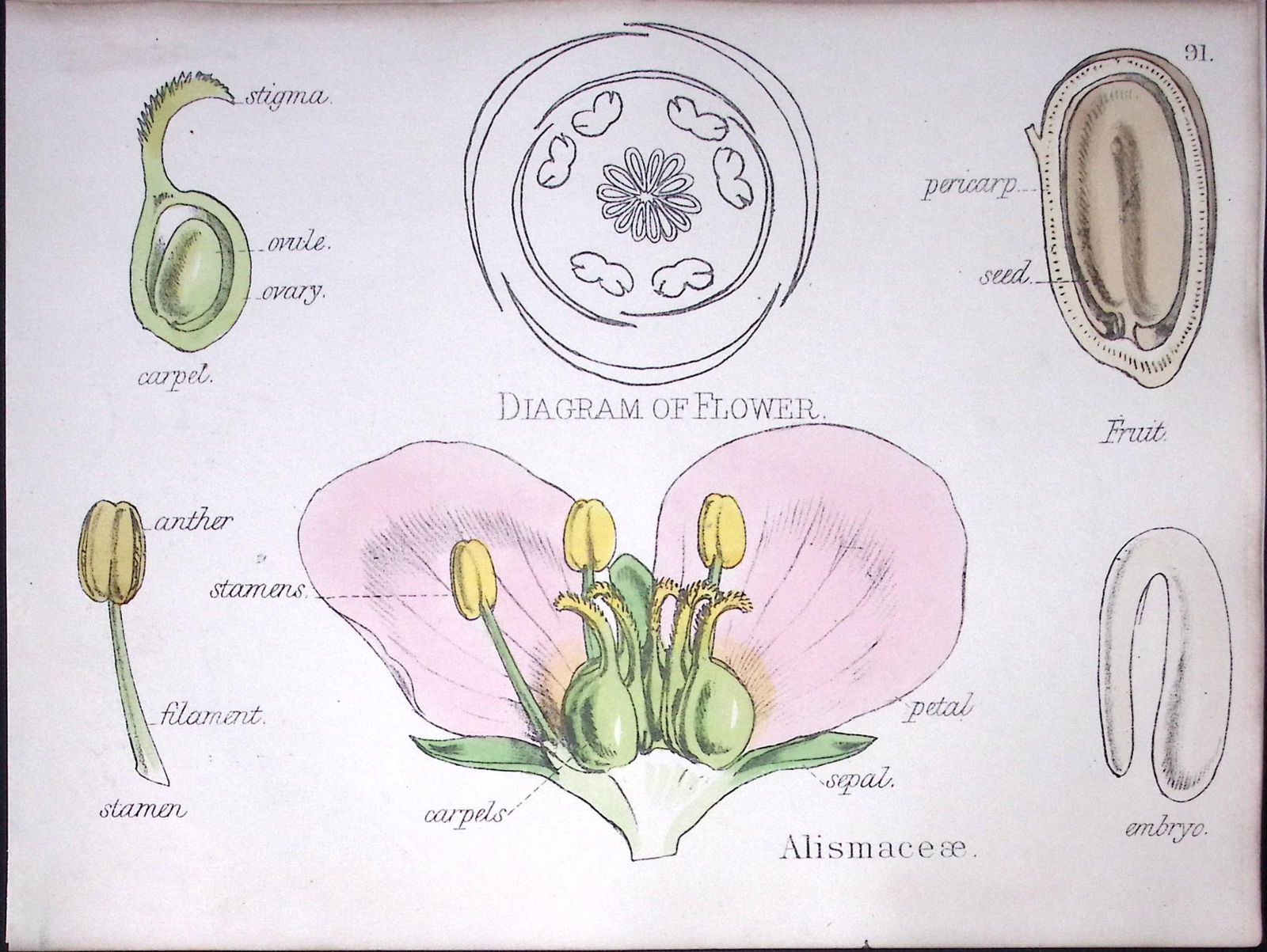 Water Plantains Botanical Flower Diagram Rare Antique First Edition Illustration-91: Title: Water Plantains Botanical Flower Diagram Rare Antique First Edition Illustration-91 Description: 150 Years-Old First Edition Hand-Coloured First Edition illustration by