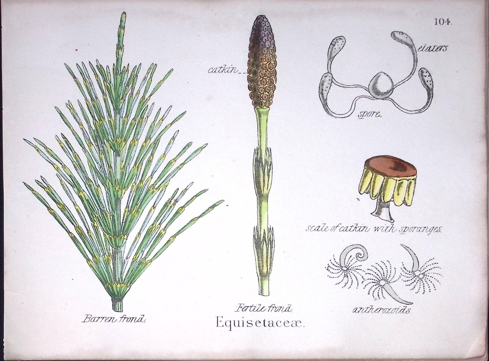 Horsetail Family Botanical Flower Diagram Rare Antique First Edition Illustration-104: Title: Horsetail Family Botanical Flower Diagram Rare Antique First Edition Illustration-104 Description: 150 Years-Old First Edition Hand-Coloured First Edition illustration b