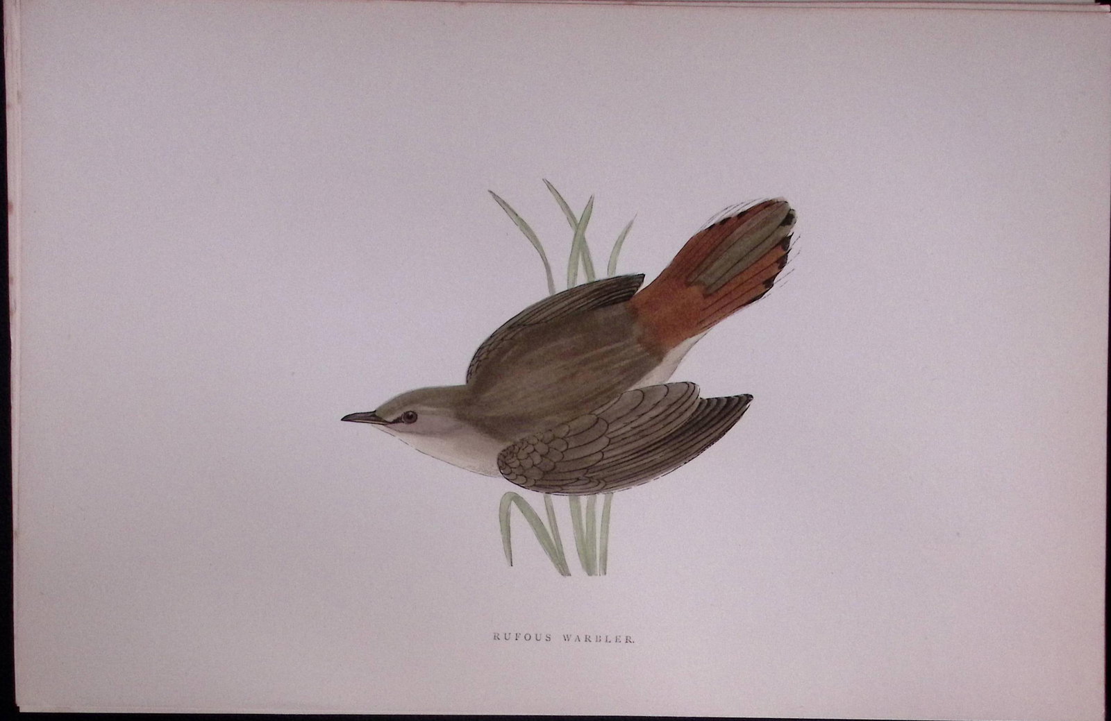 Rufous Warbler Rev Morris Antique History of British Birds 130 Years-Old Engraving-116: Title: Rufous Warbler Rev Morris Antique History of British Birds 130 Years-Old Engraving-116 Description: This Chromolithographic Engraved Plate Has Been Removed from an Antique Edition of. 