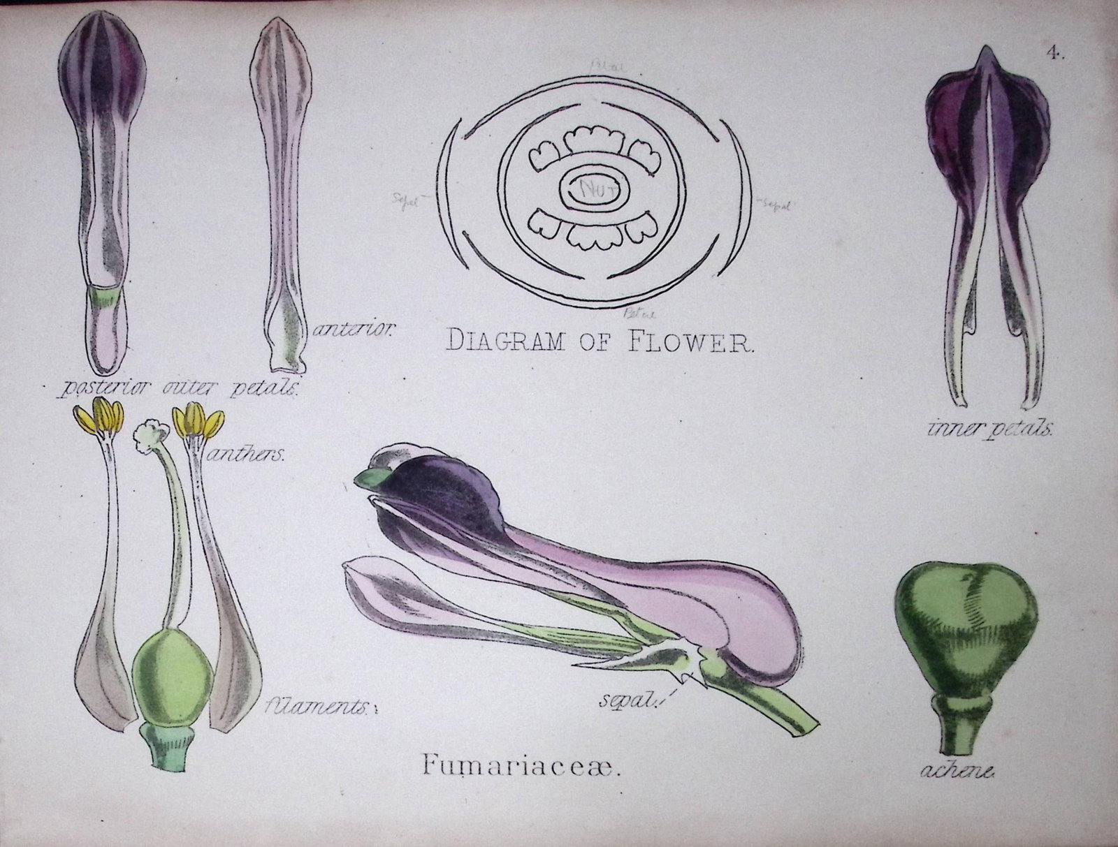 Fumariaceae Botanical Flower Diagram Rare Antique First Edition Illustration-4: Title: Fumariaceae Botanical Flower Diagram Rare Antique First Edition Illustration-4 Description: 150 Years-Old First Edition Hand-Coloured First Edition illustration by W. H.