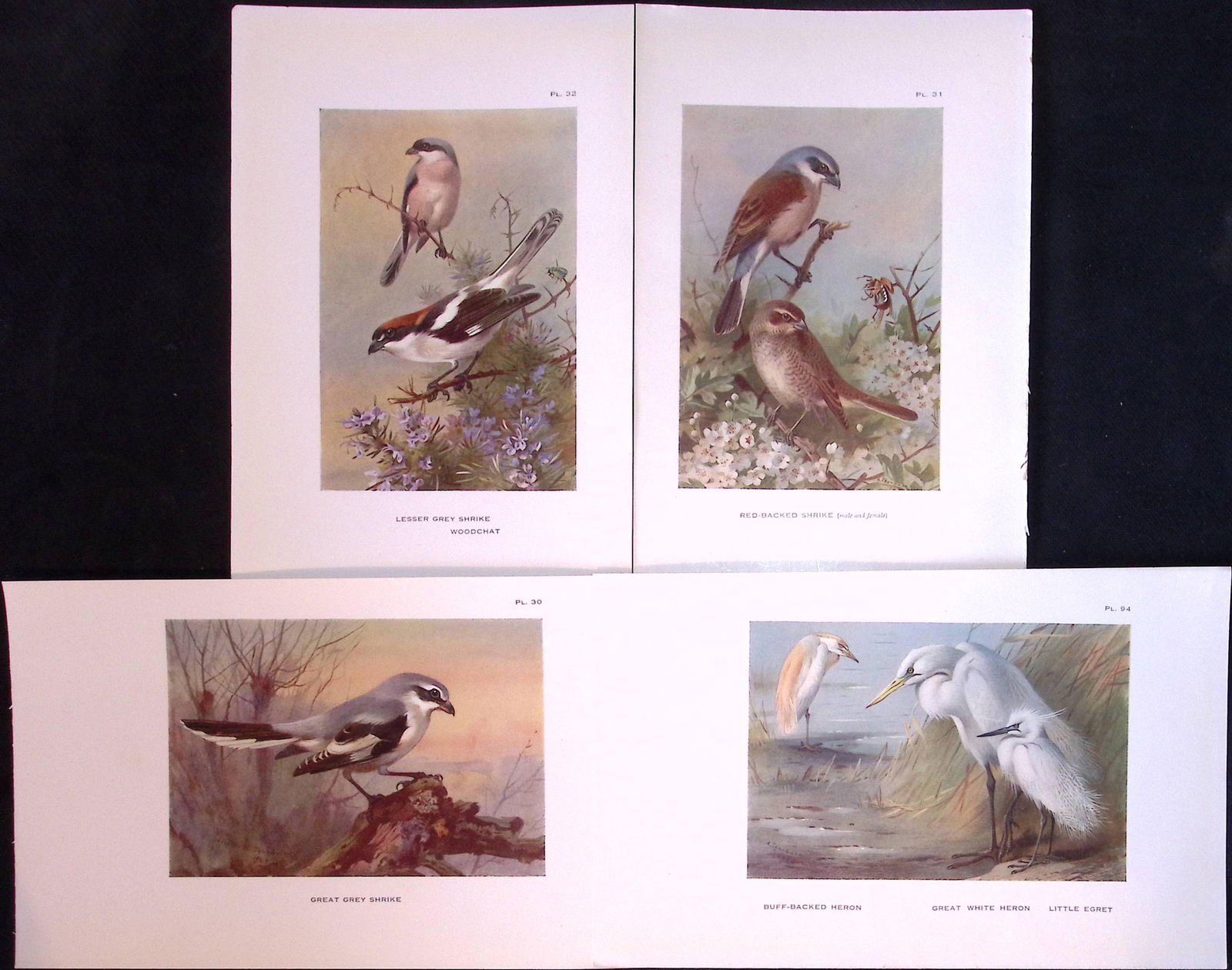 Job-Lot 12 Thorburn Bird Species Shrike, Herons, Warblers, Antique Prints 11. - 2