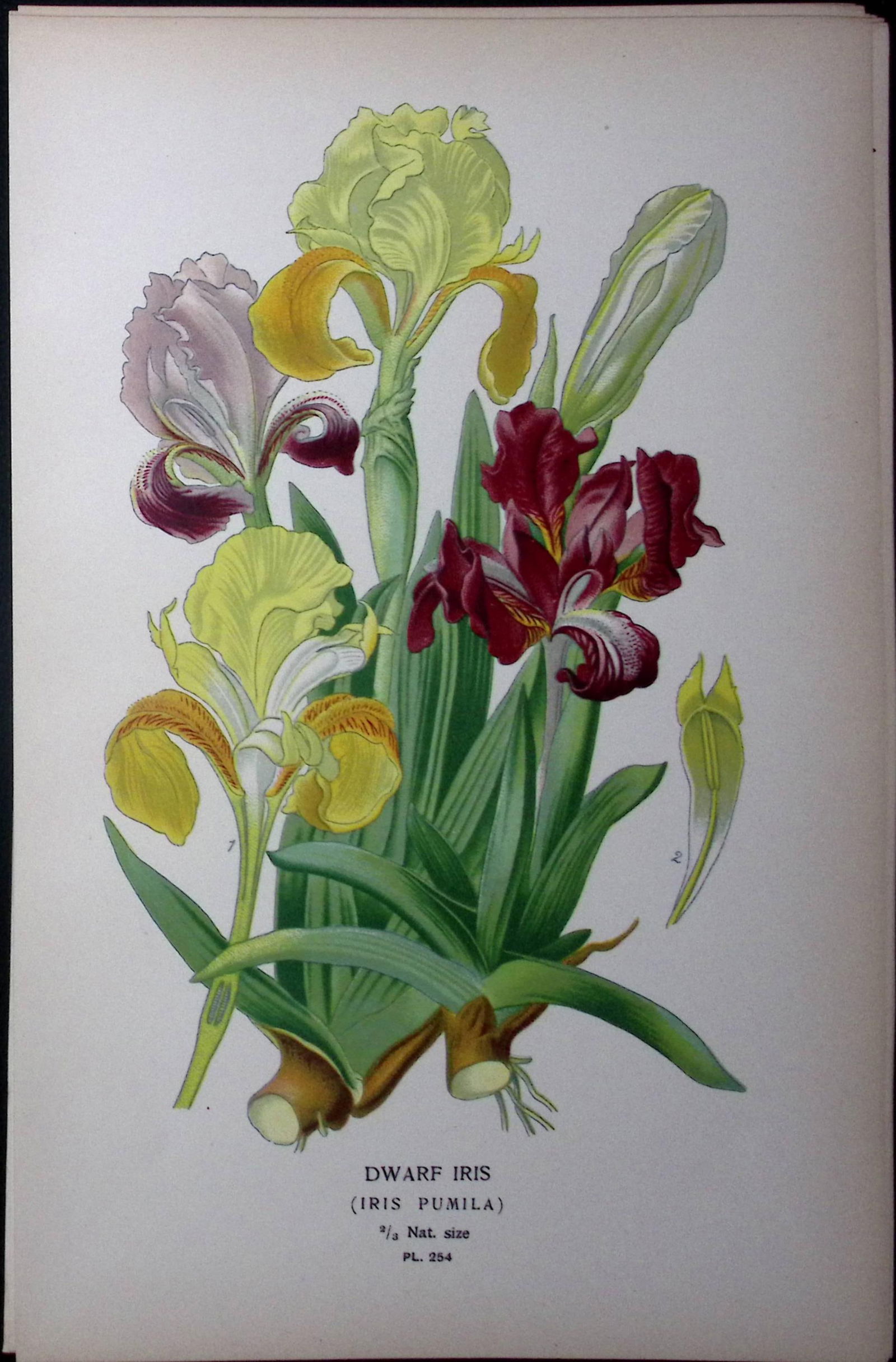 Dwarf Iris Flower Edward Step Rare Antique Botanical Book Plate-254: Title: Dwarf Iris Flower Edward Step Rare Antique Botanical Book Plate-254 Description: This Rare Beautiful Chromolithograph Was Removed from a Circa 1897 Antique Edition of.