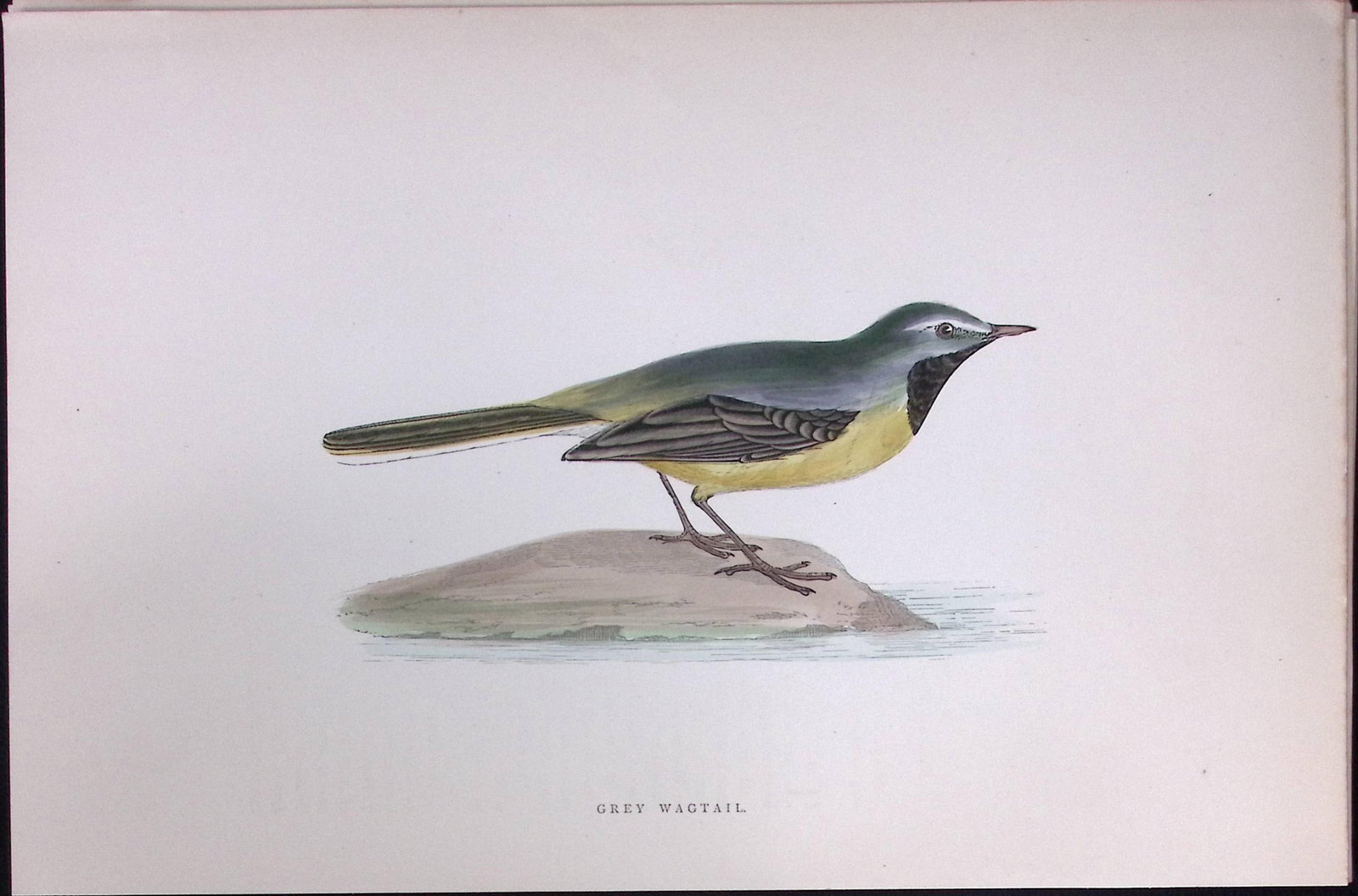 Grey Wagtail Rev Morris Antique History of British Birds 130 Years-Old Engraving-166: Title: Grey Wagtail Rev Morris Antique History of British Birds 130 Years-Old Engraving-166 Description: This Chromolithographic Engraved Plate Has Been Removed from an Antique Edition of. Rev