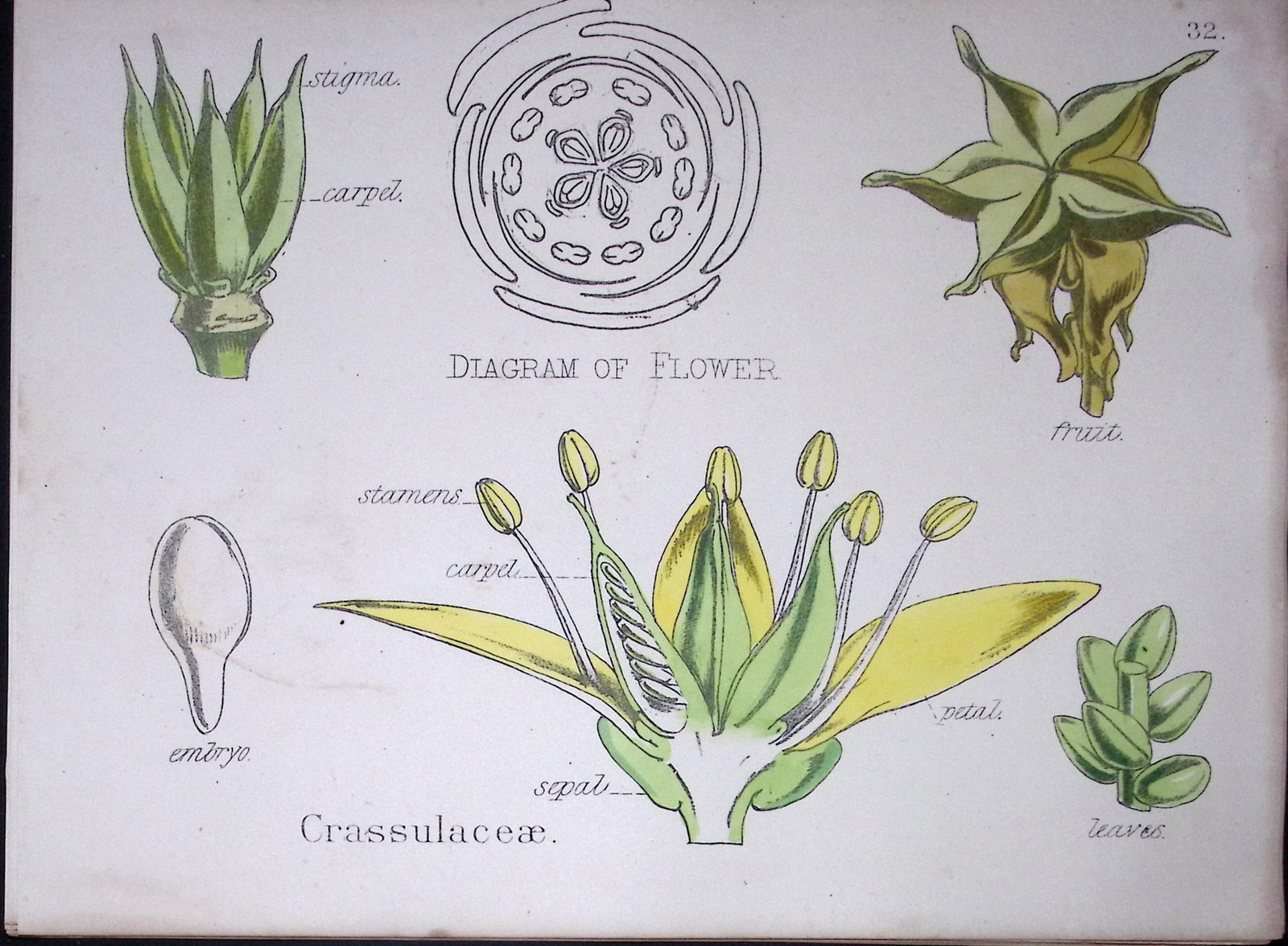 Stonecrop Botanical Flower Diagram Rare Antique First Edition Illustration-32: Title: Stonecrop Botanical Flower Diagram Rare Antique First Edition Illustration-32 Description: 150 Years-Old First Edition Hand-Coloured First Edition illustration by W. H.