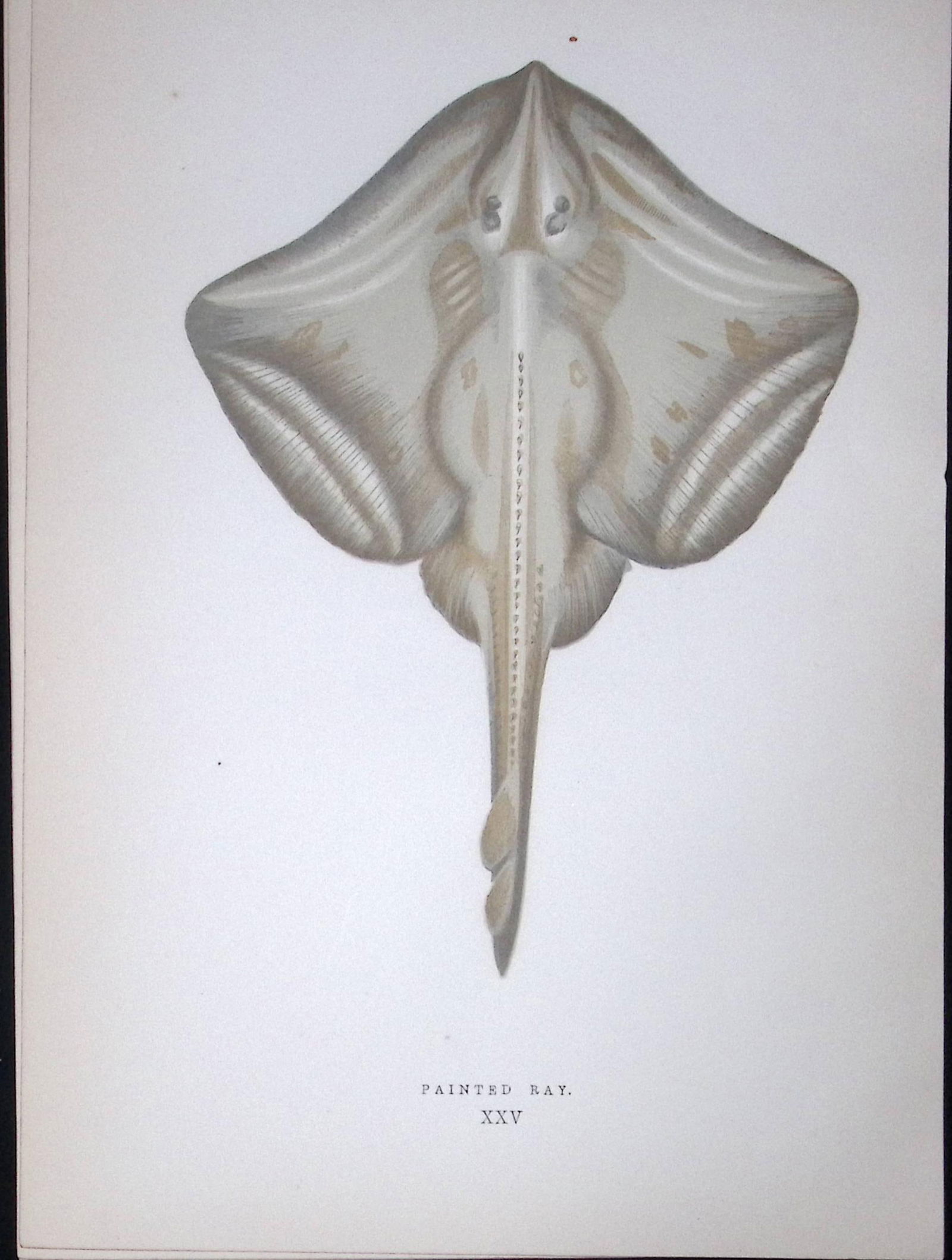 Painted Ray Fish Scarce Antique 1877 J. Couch Woodblock Engraving-104: Title: Painted Ray Fish Scarce Antique 1877 J. Couch Woodblock Engraving-104 Description: This Antique Original Coloured Woodblock Engraving Was Removed from An Edition of. Hi